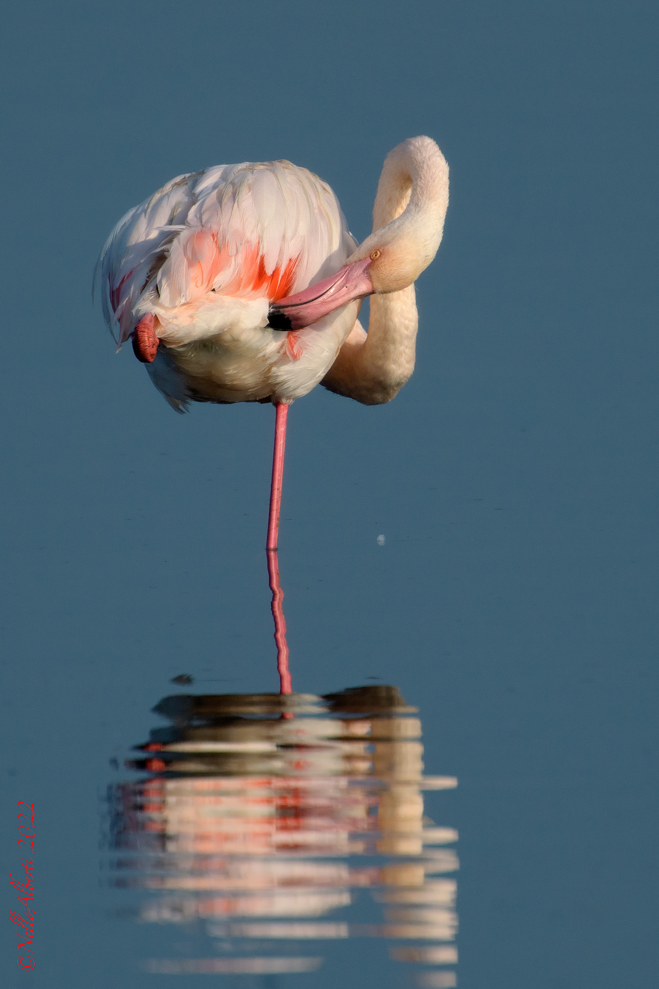 Pink flamingo in order to clean its plumage...