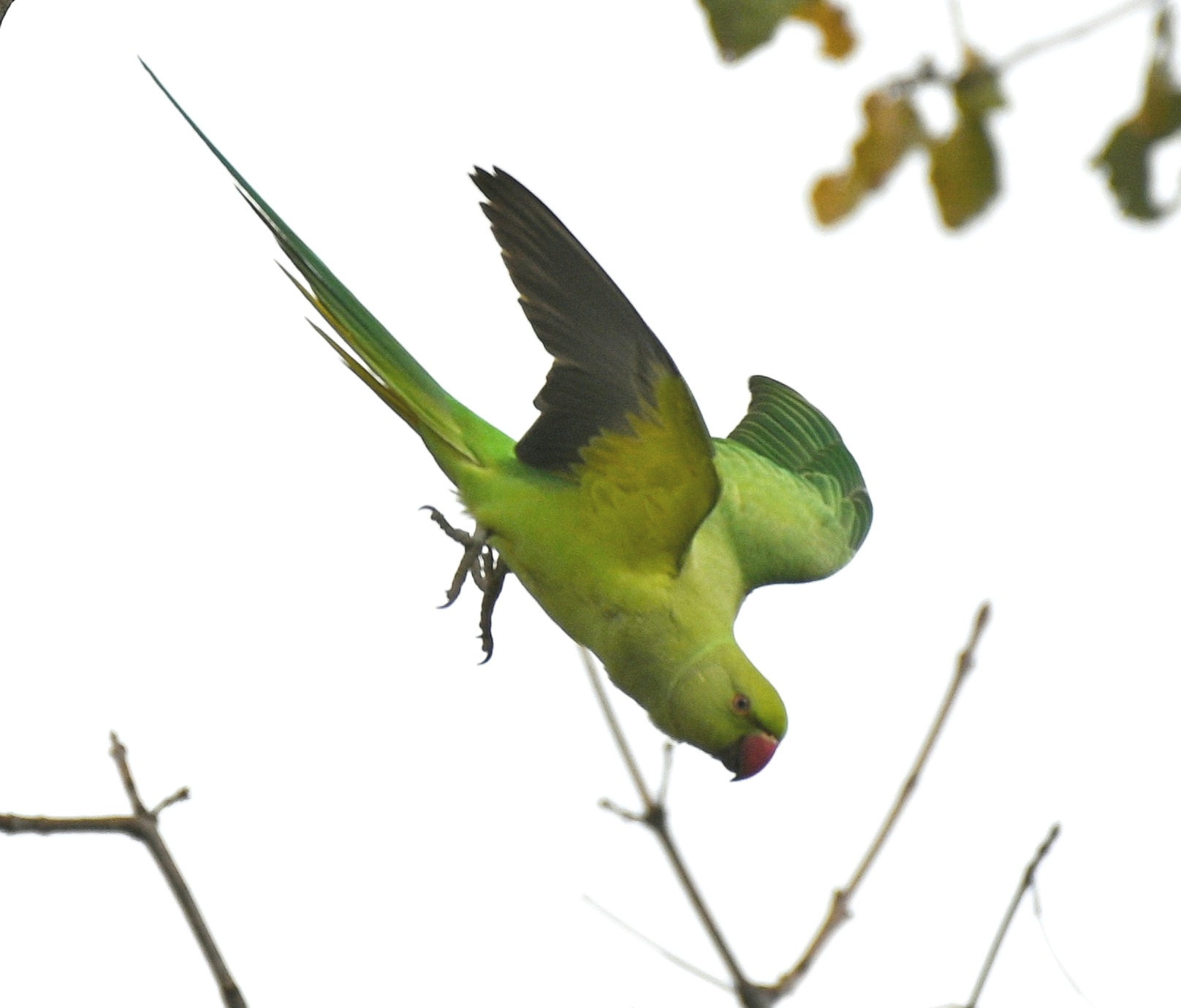 pappagallo verde esotico...