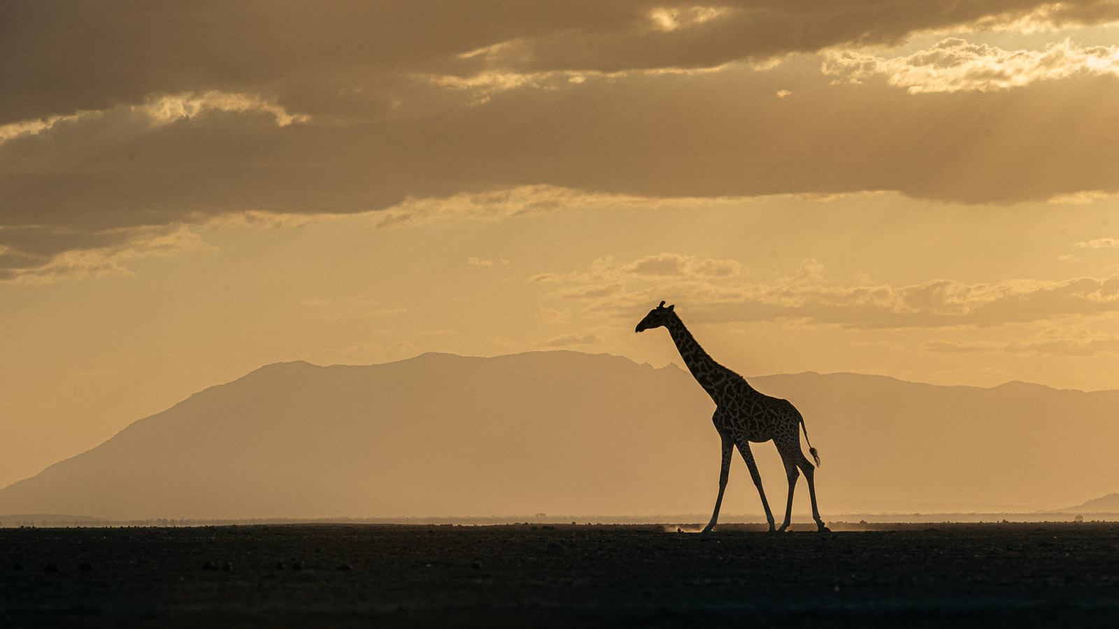 Sunset with giraffe...