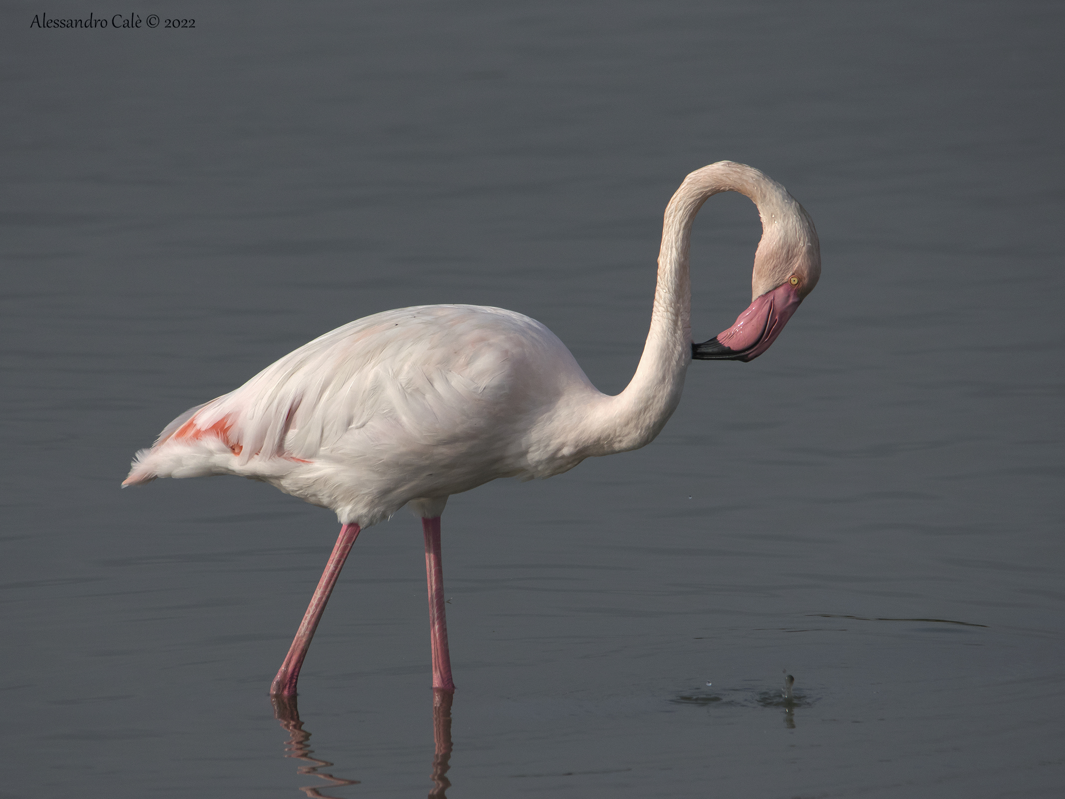 Phoenicopterus roseus (Pink flamingo) 0245...