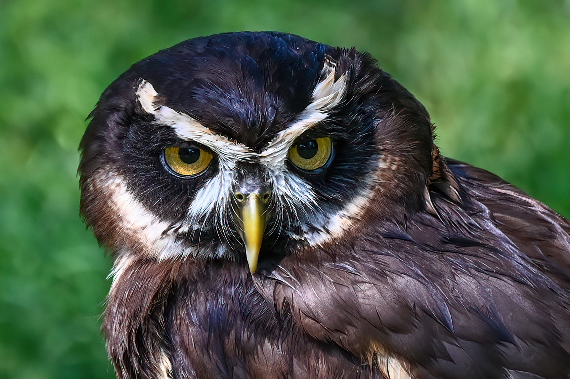 Spectacled owl...