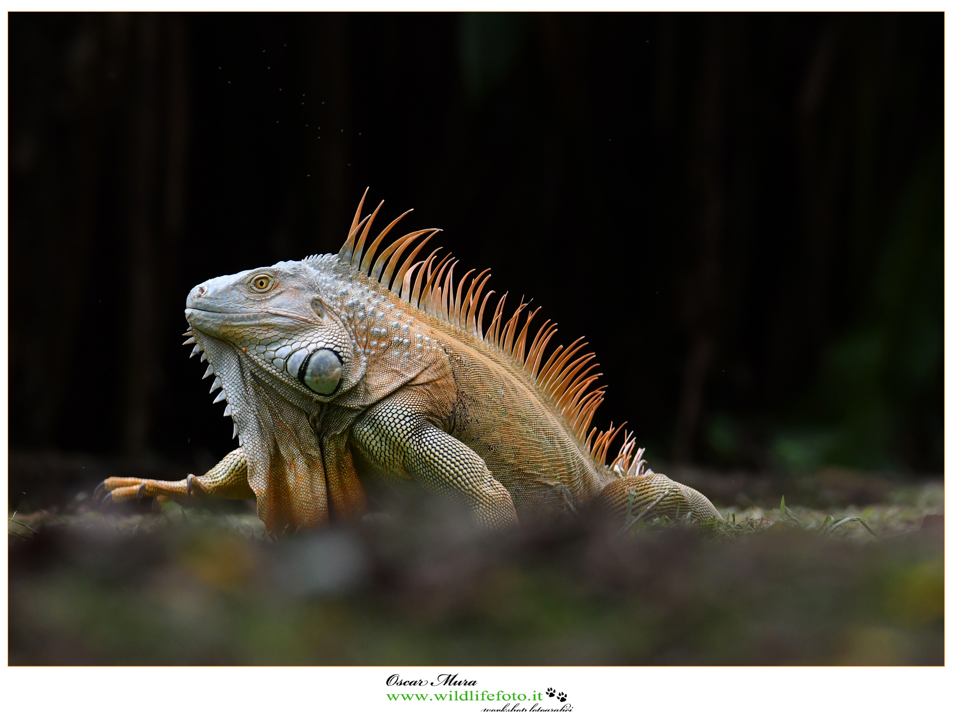 Dominant male Tree iguana www.wildlifefoto.it...