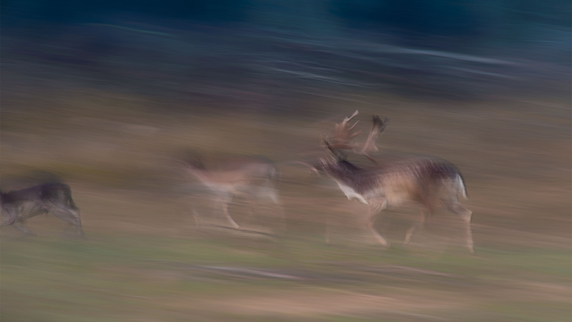 Roar of the Fallow deer, male conflicts...