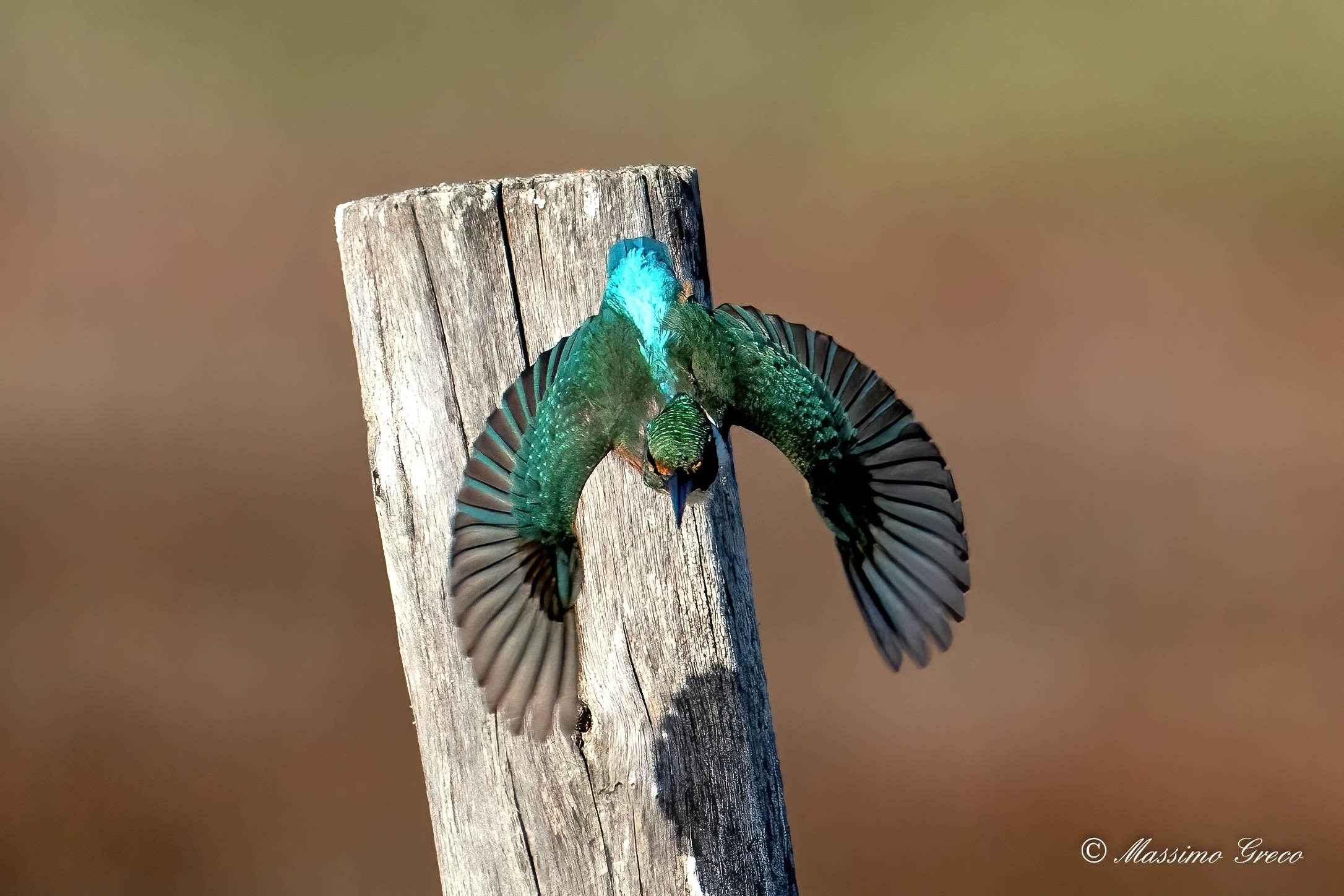 Diving kingfisher...