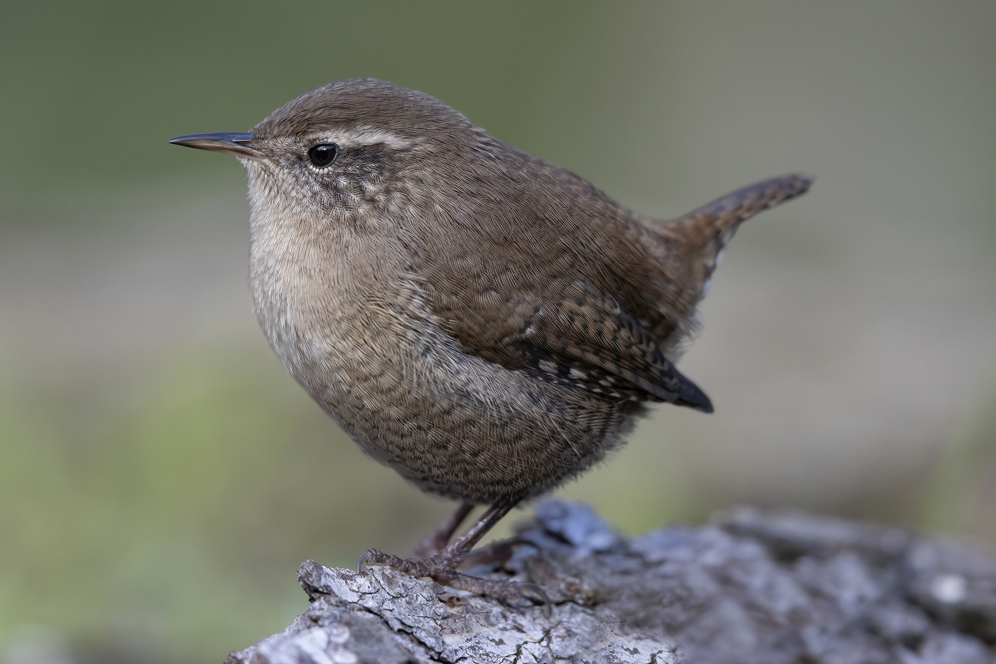 Tribute to the Wren...