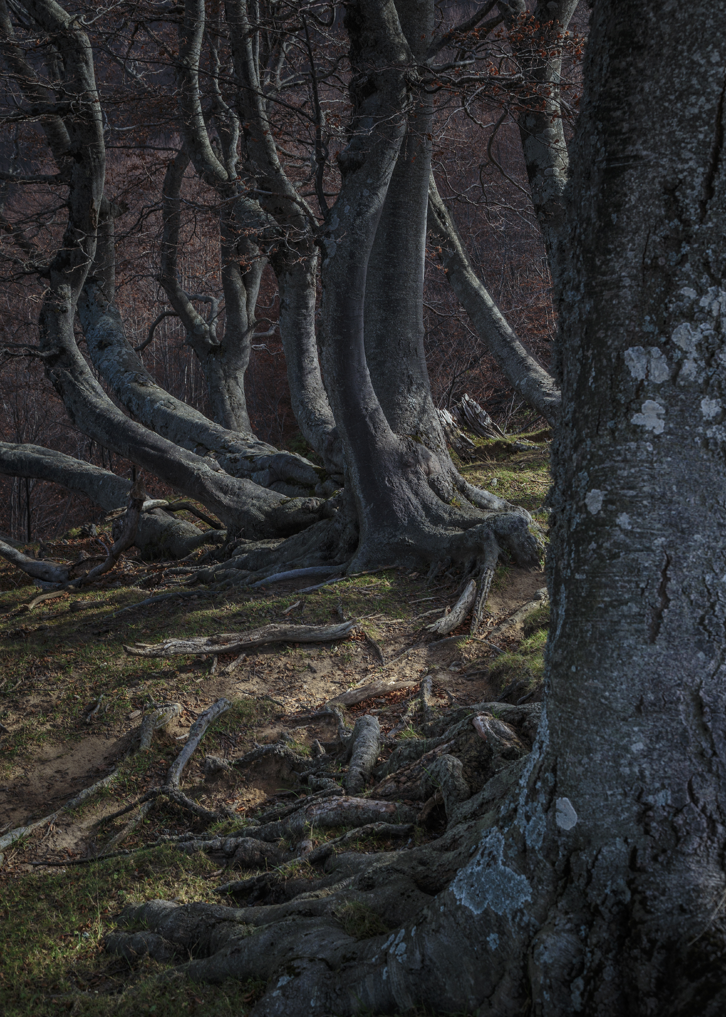 Twisted beech forest2...