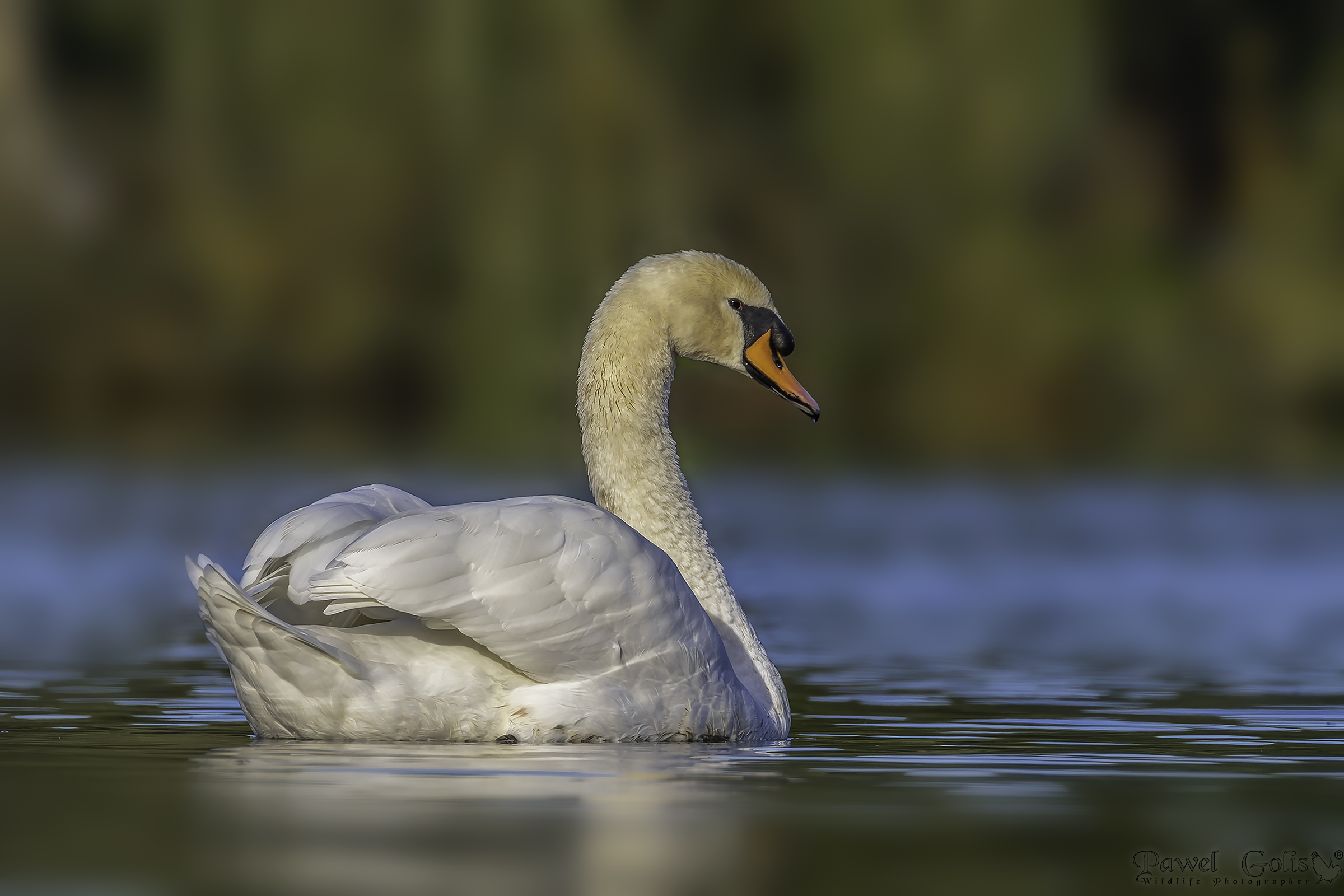 Mute swans (Cygnus olor)...