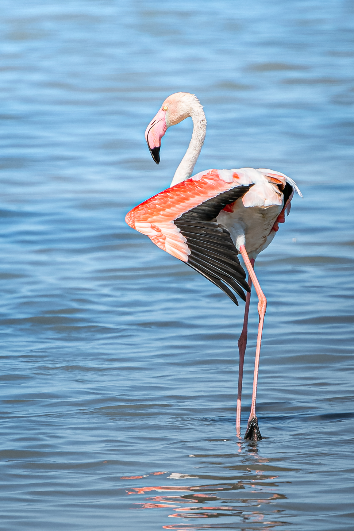 Flamingo posing...