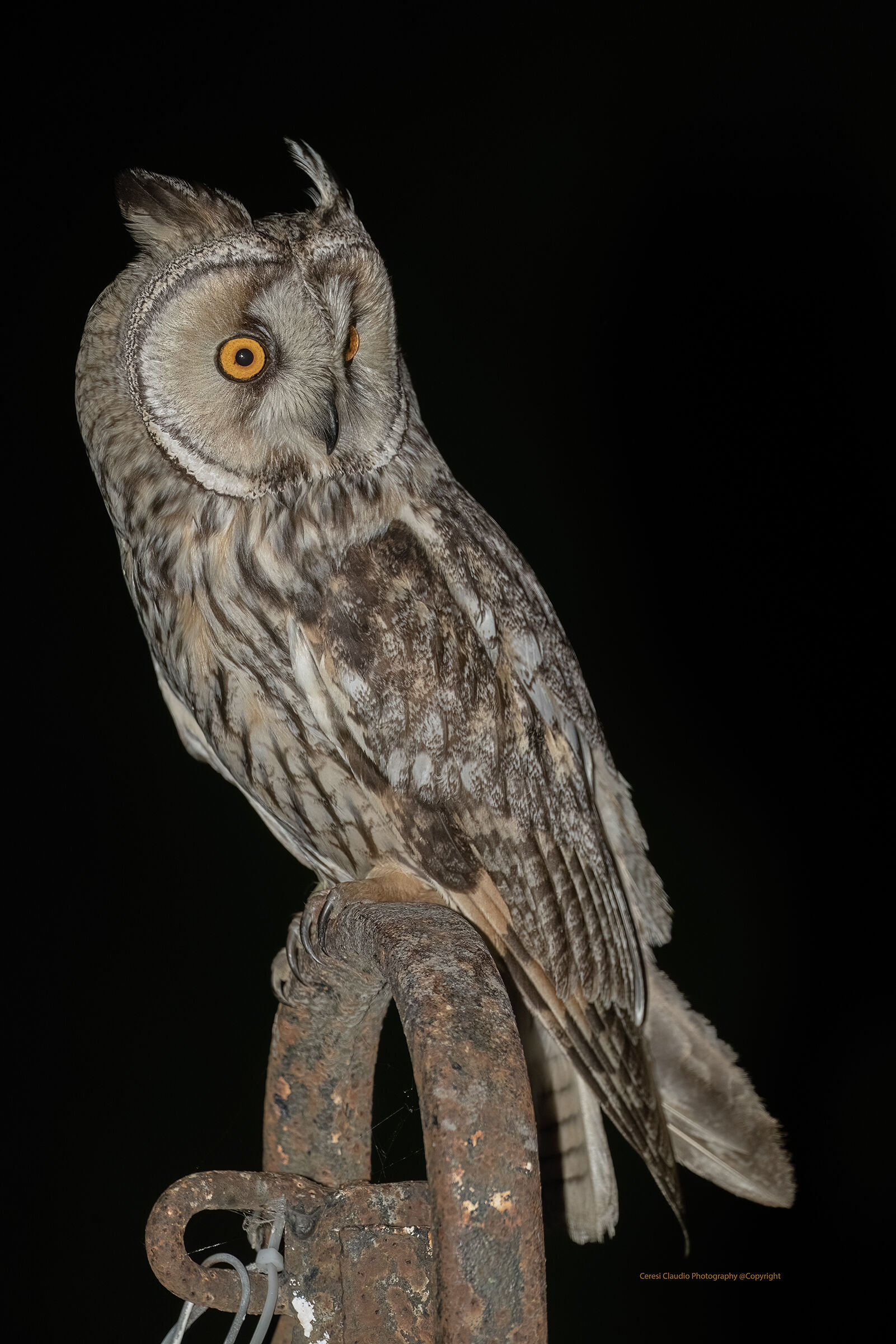 long-eared owl ...