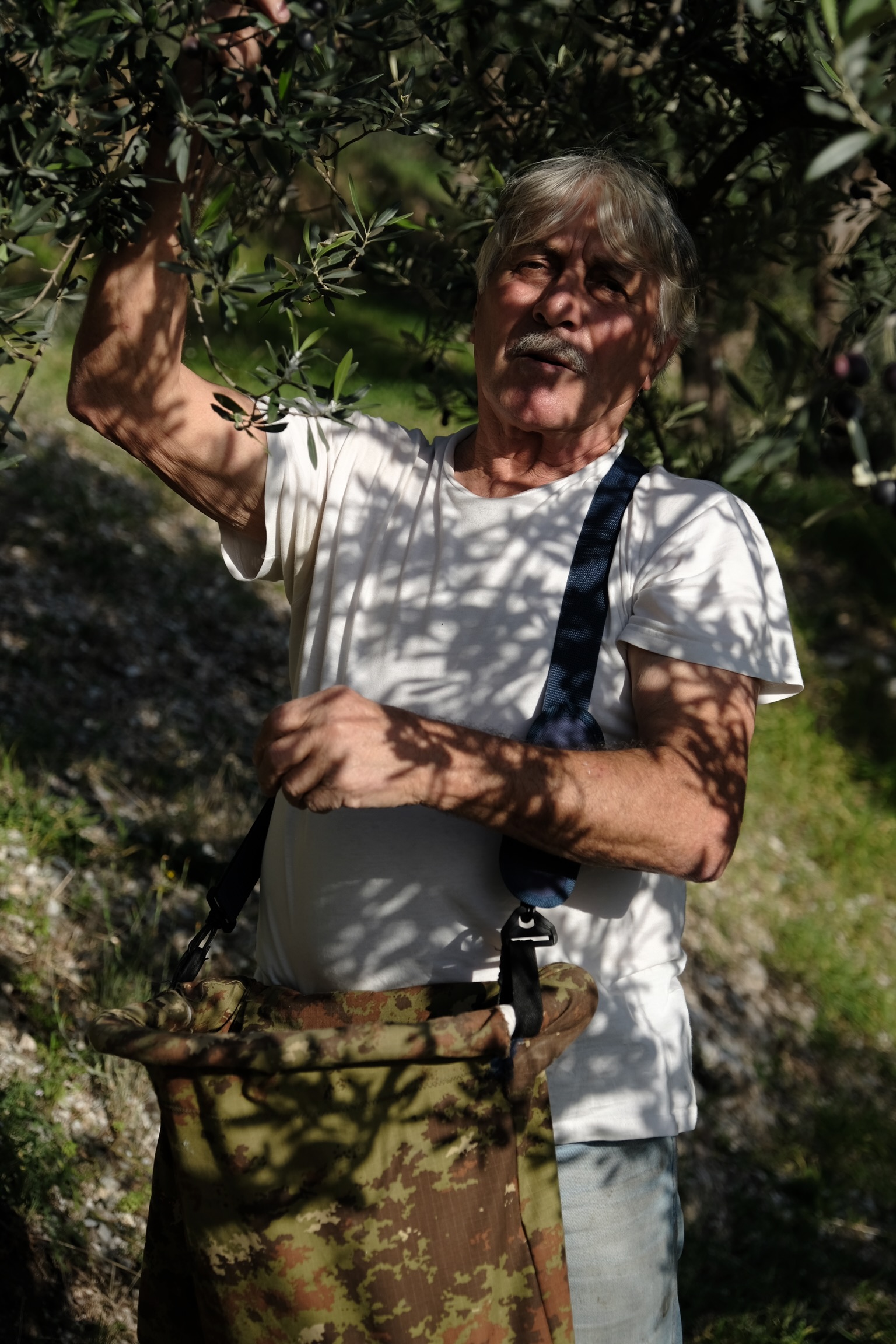 Picking olives...