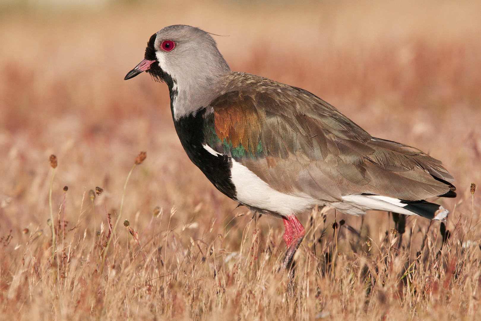 Lapwing of Chile...