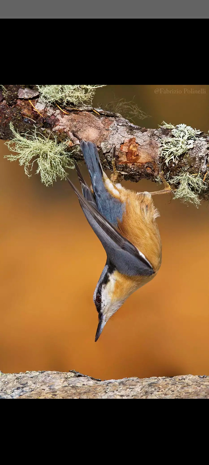 Nuthatch controls the construction site?...