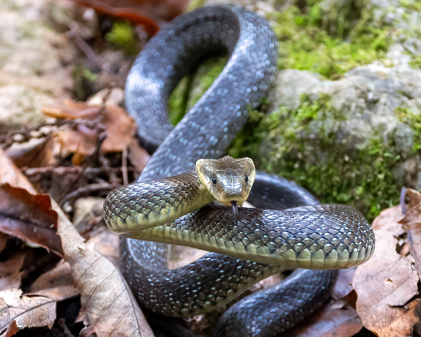Aesculapius snake or saettone...
