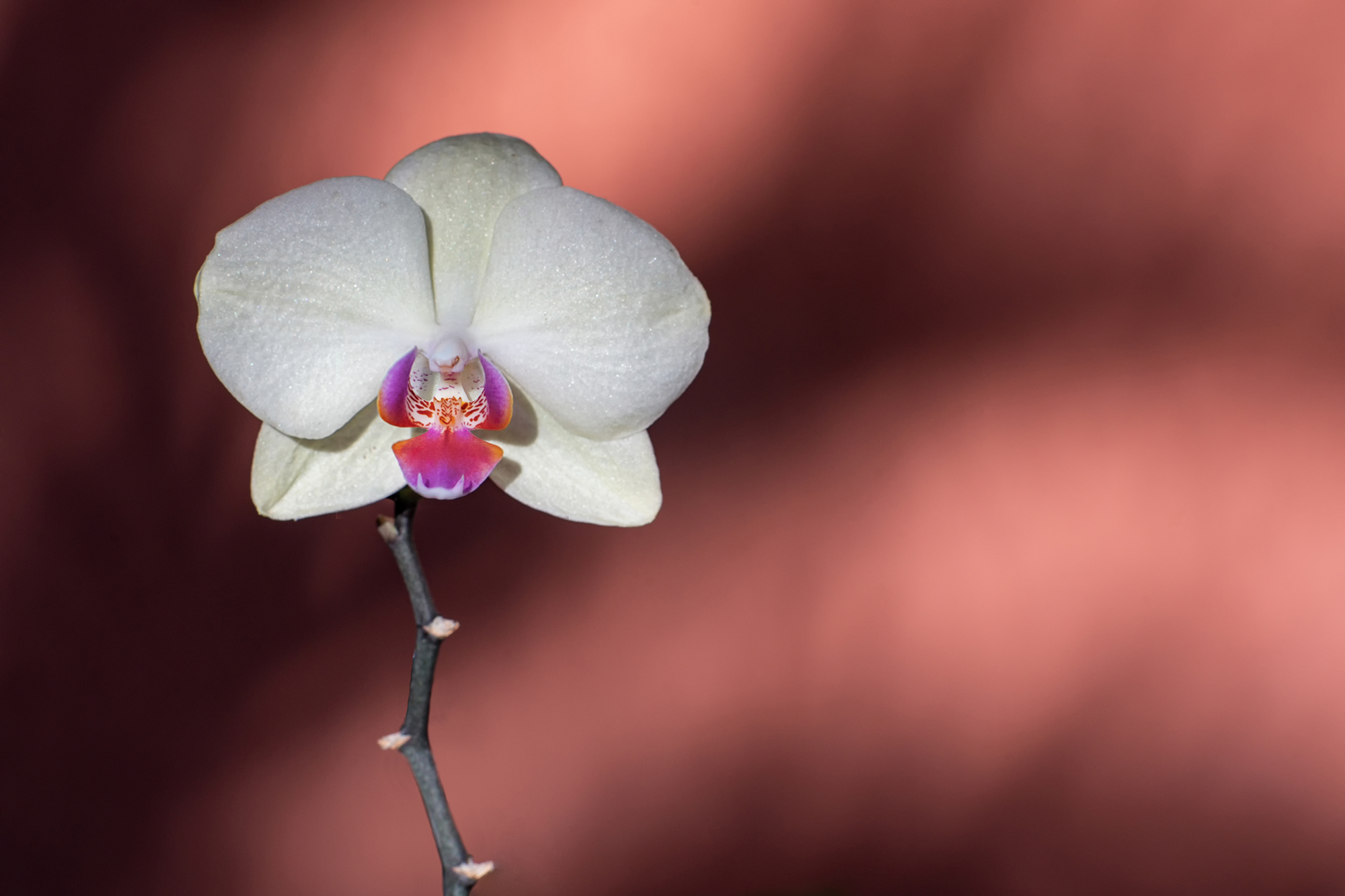 Orchid in Brazil 2...