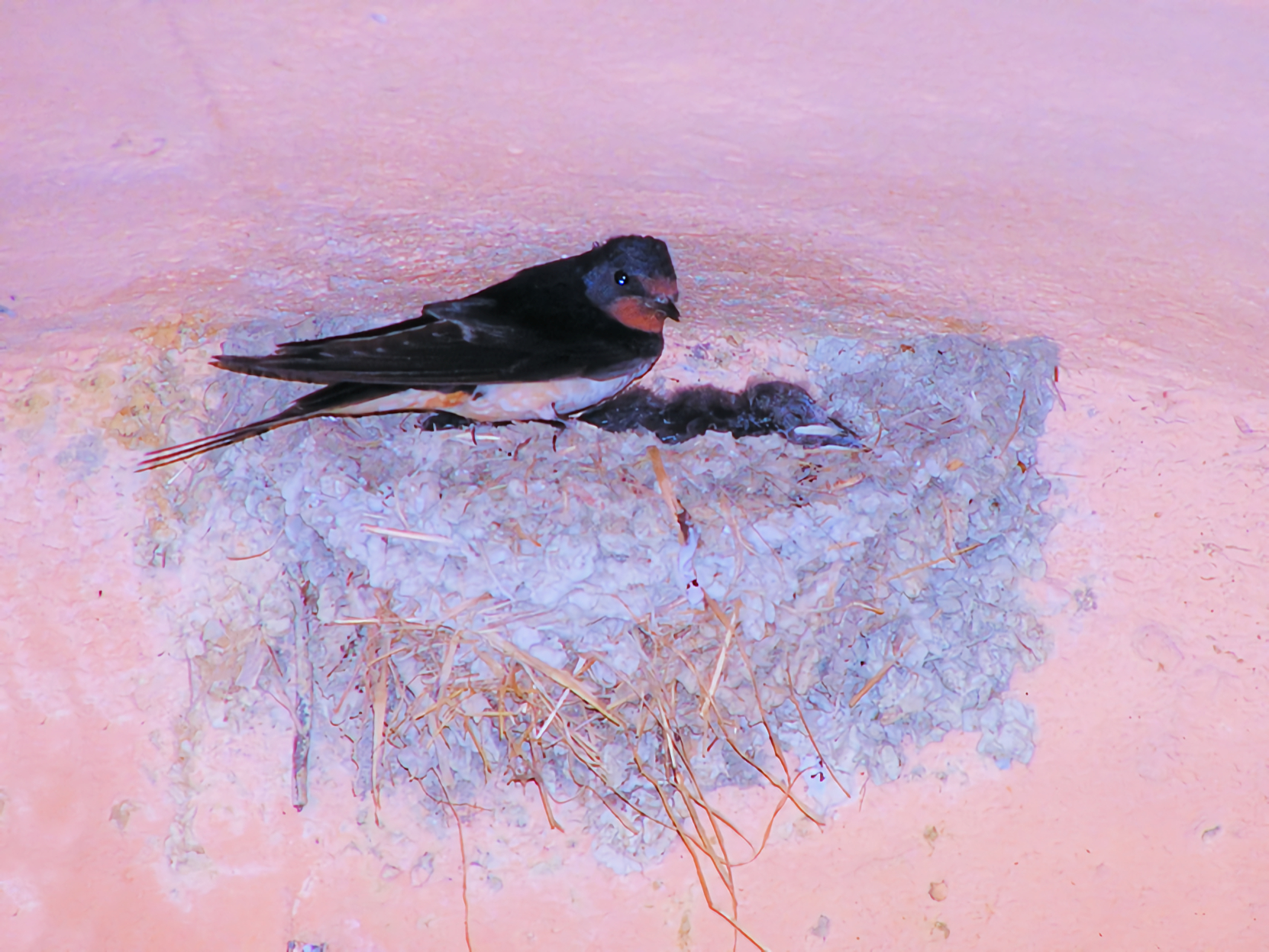 Swallow in the nest in Framura...