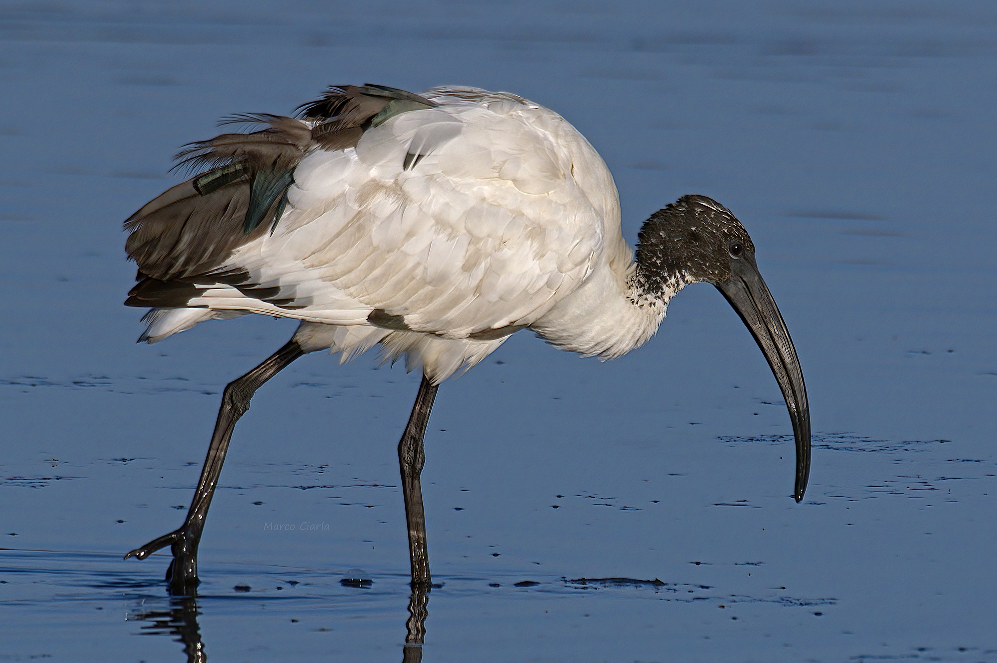ibis sacro (Threskiornis aethiopicus)...