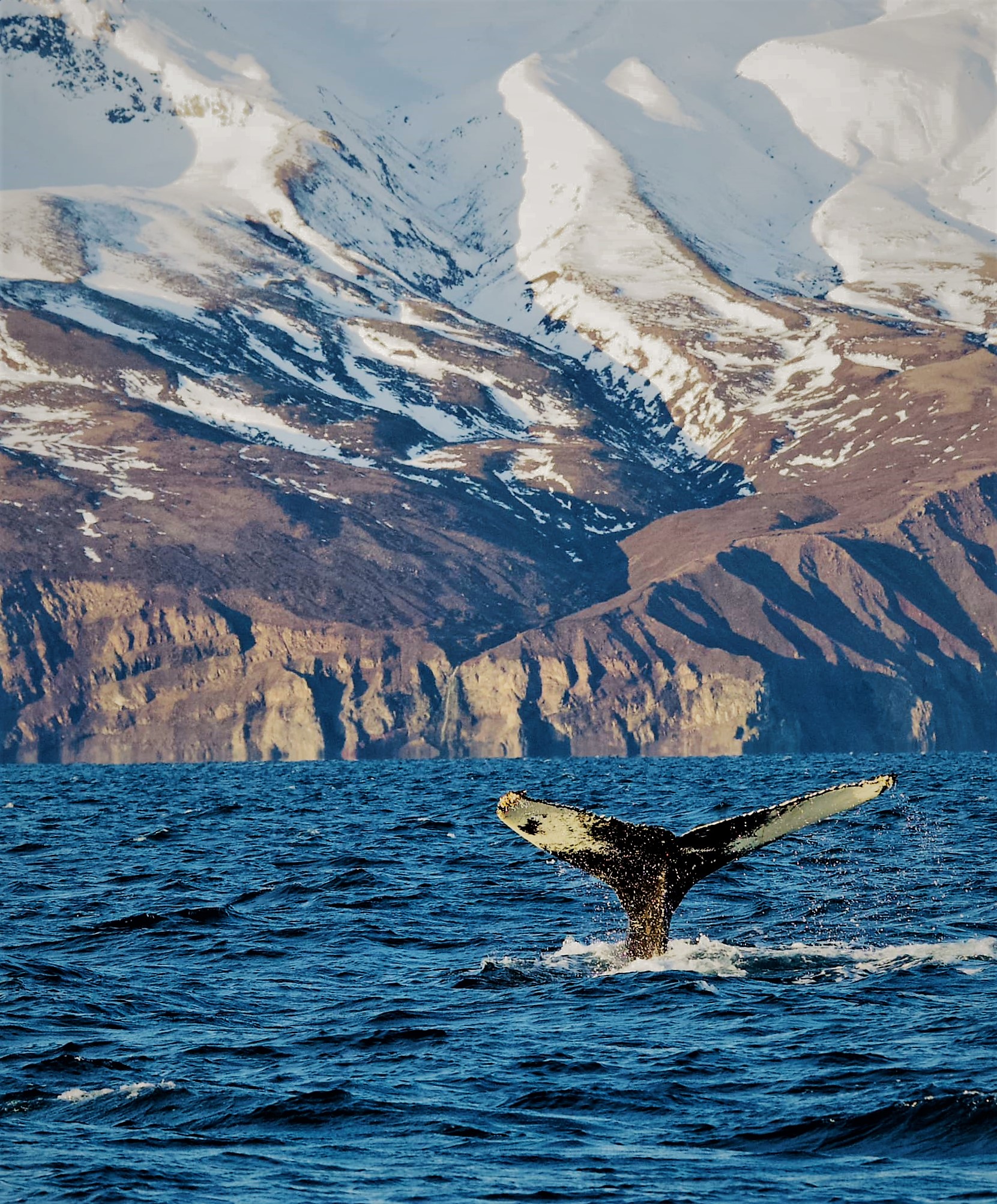 Humpback whale...