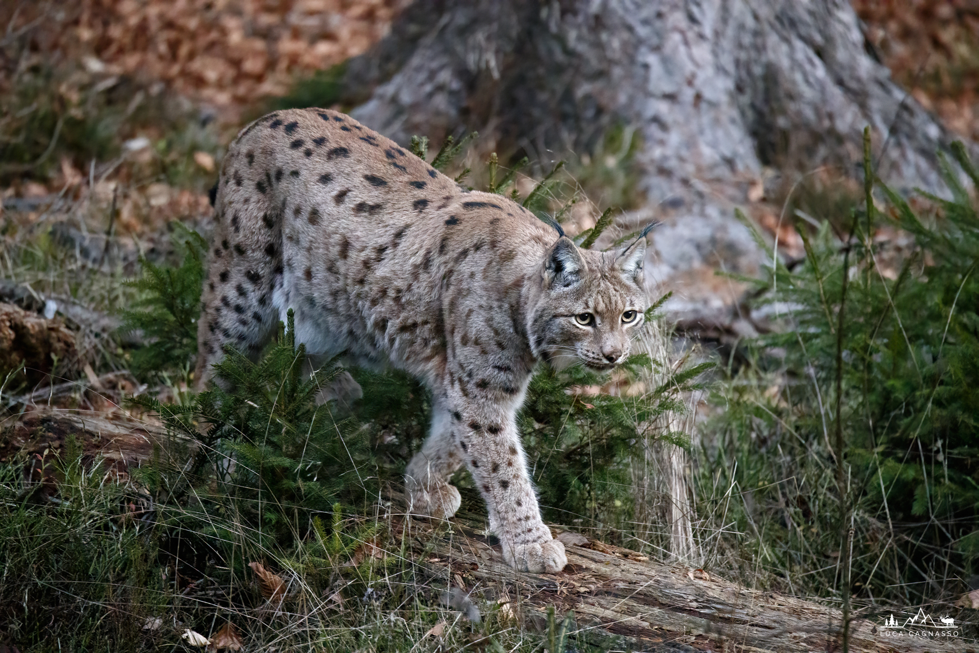 Lynx coming out of the forest...