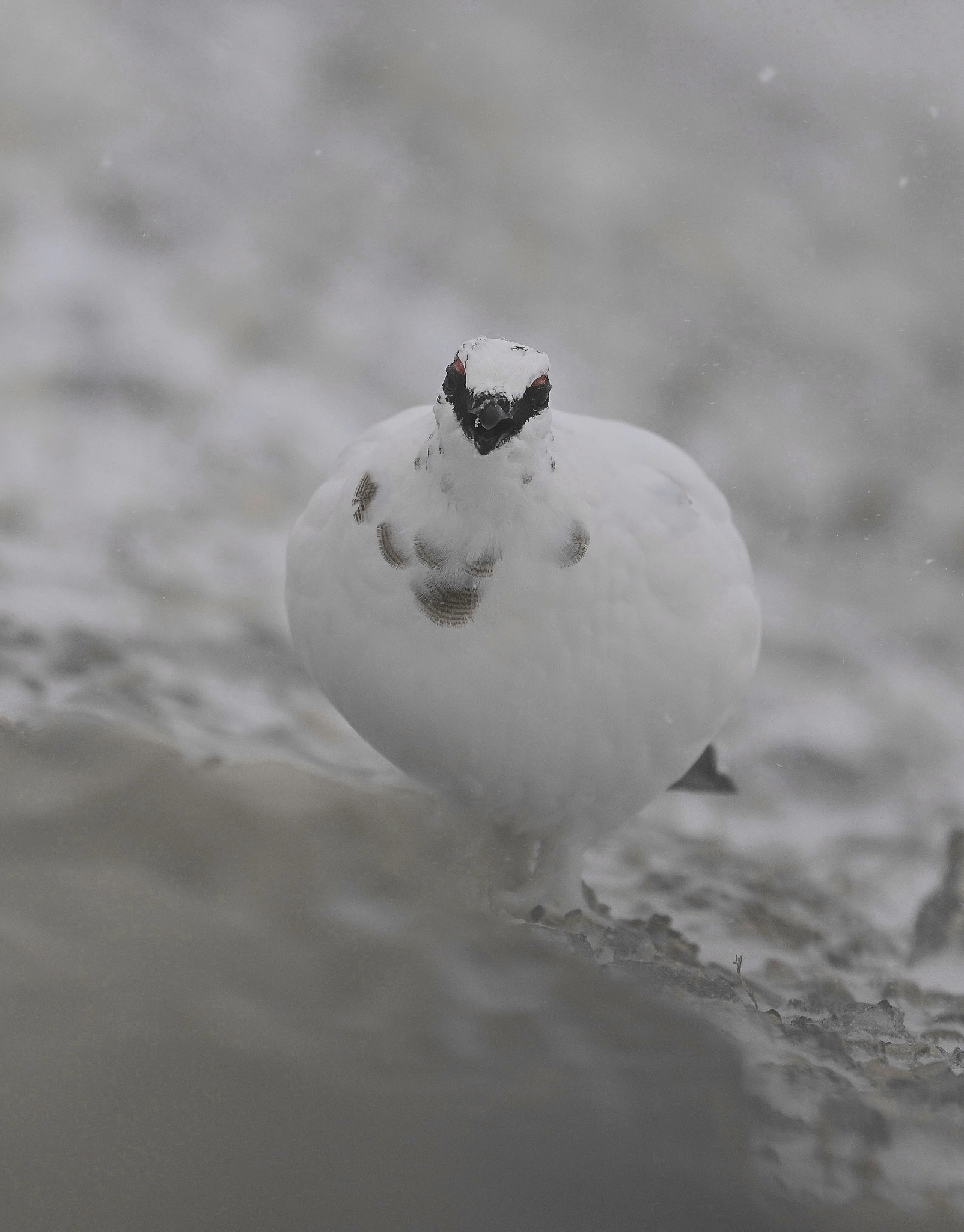 In the blizzard this male ptarmigan. ...
