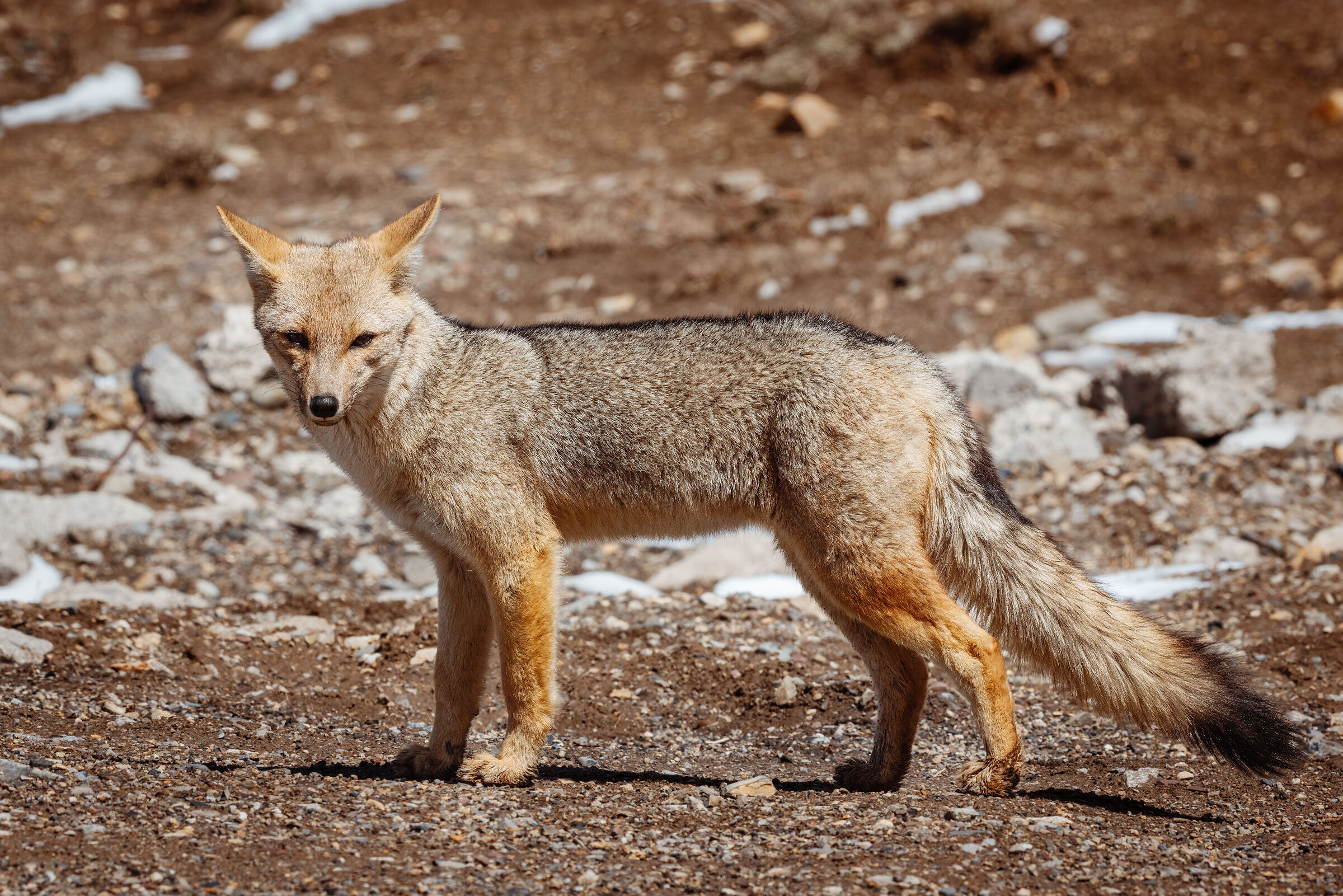 Andean red fox 2...