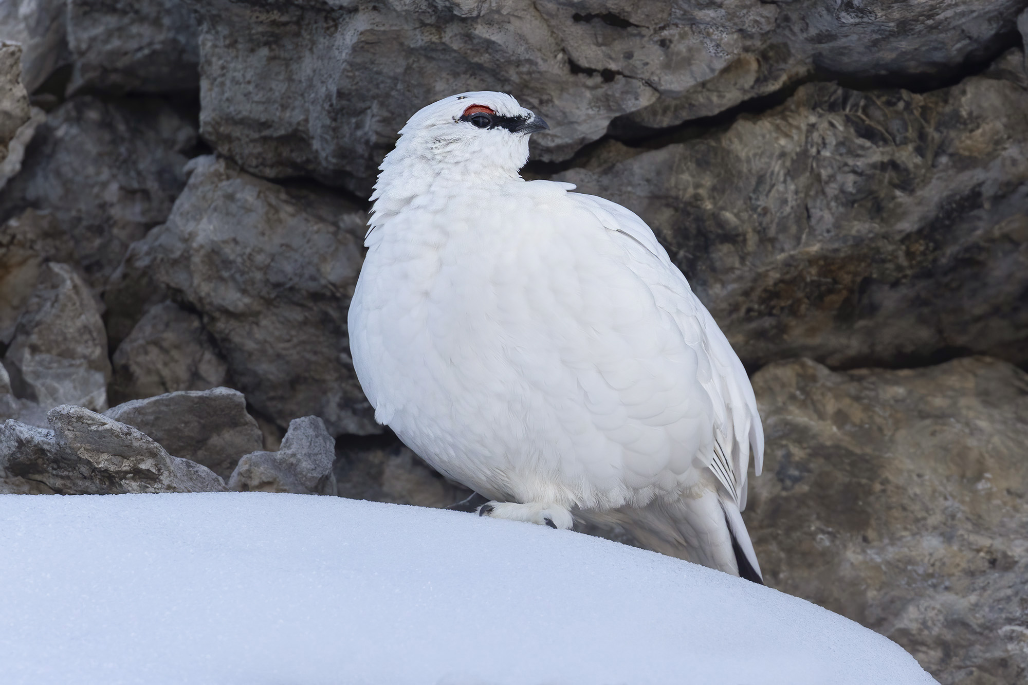 The profile of the ptarmigan's...