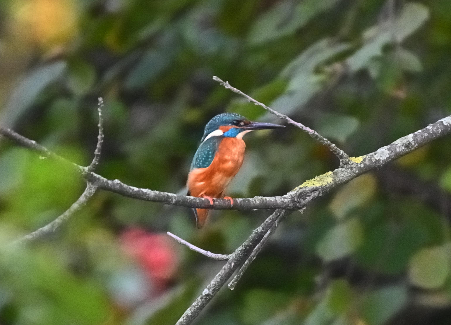 Kingfisher ...