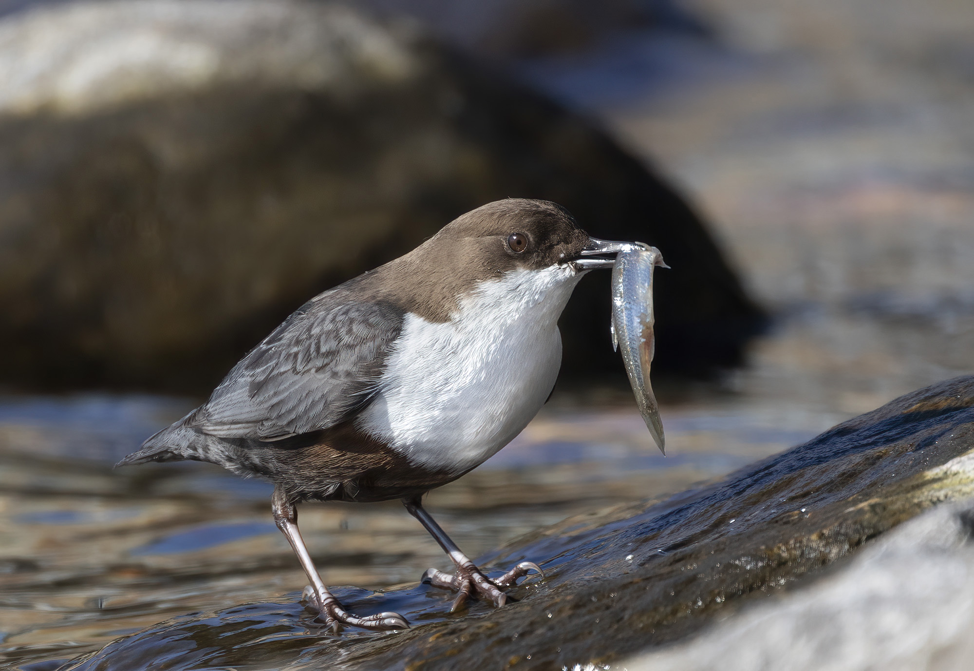 dipper with prey...