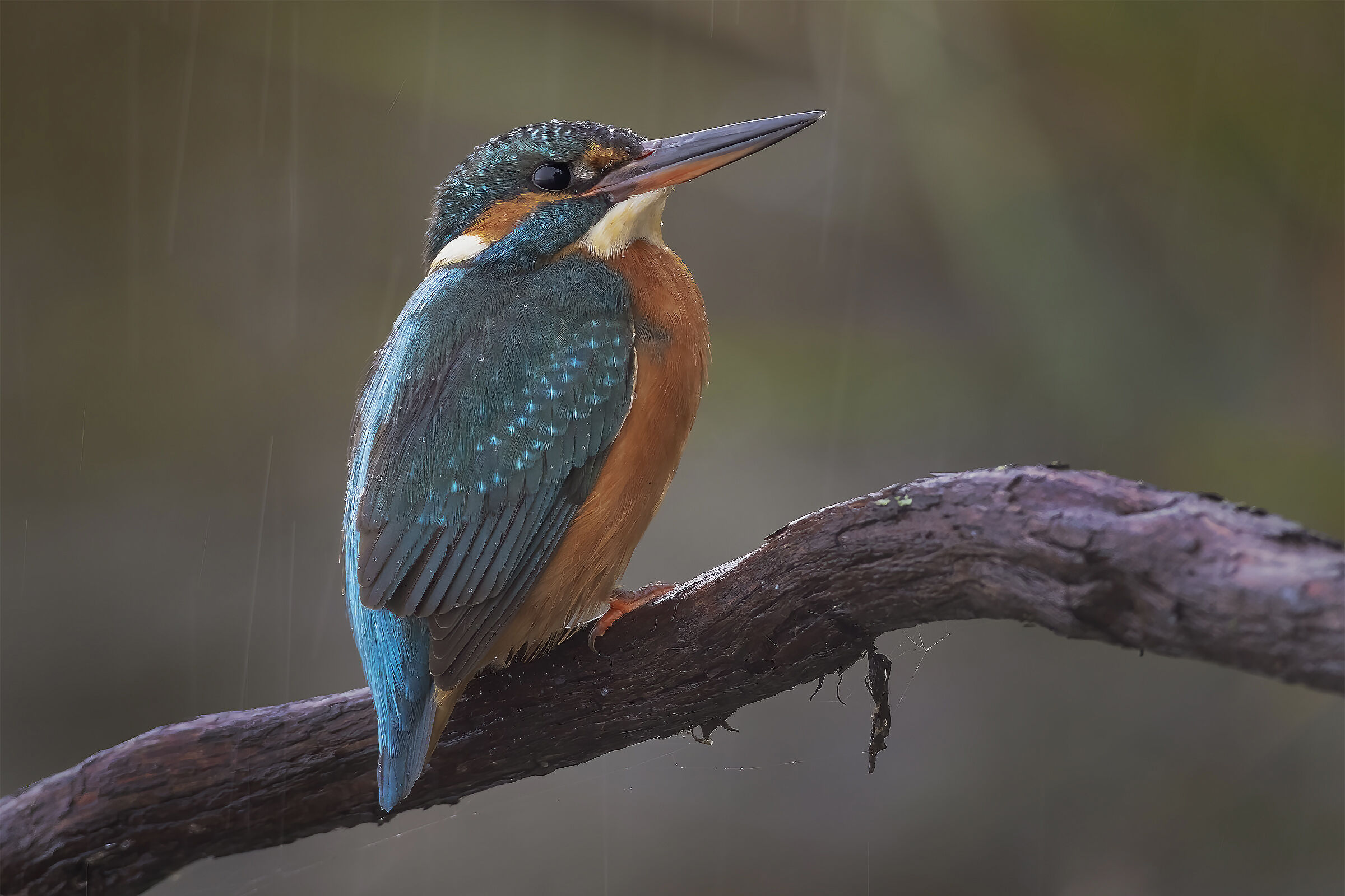 Kingfisher in the rain ......