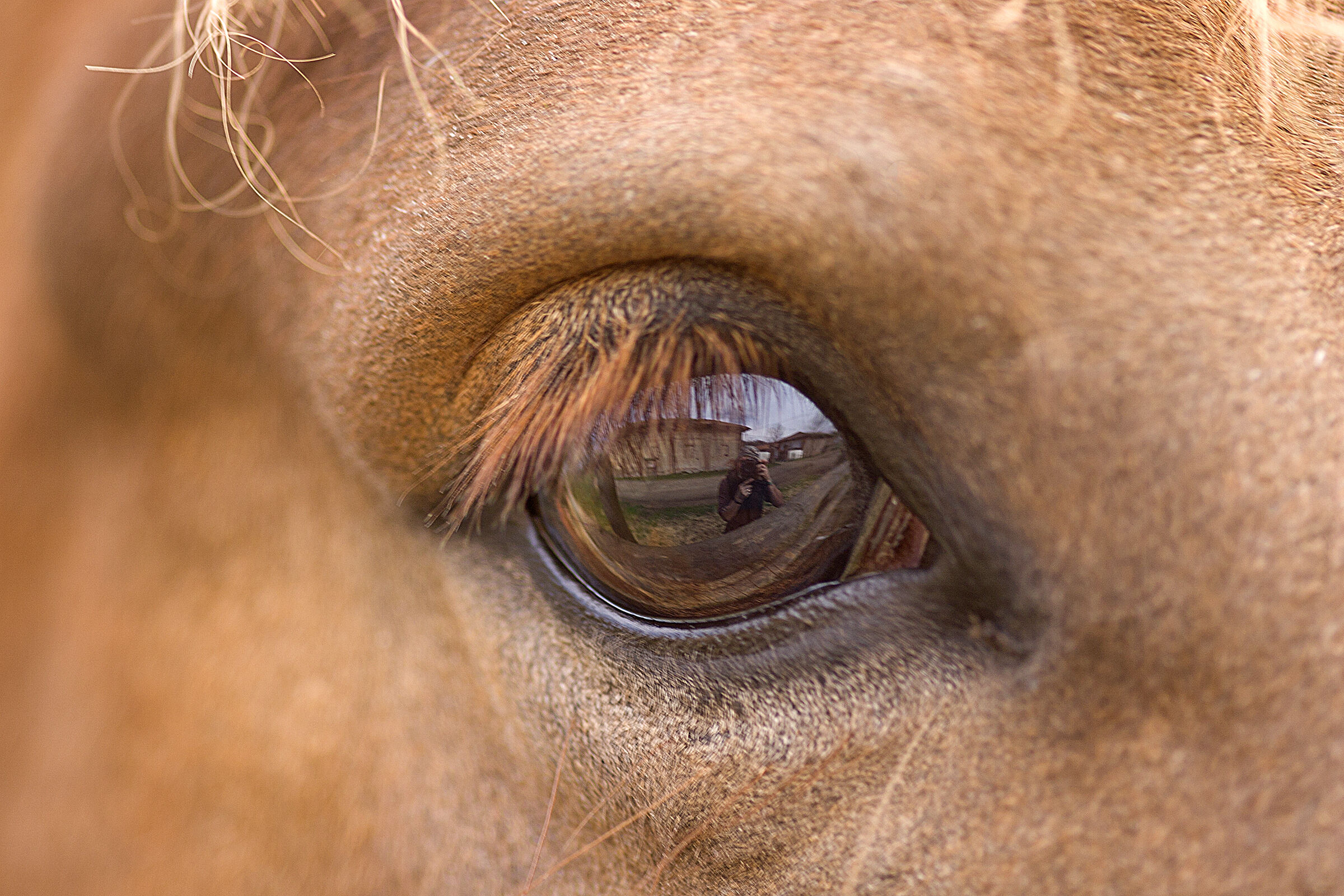 In the eye of the horse...