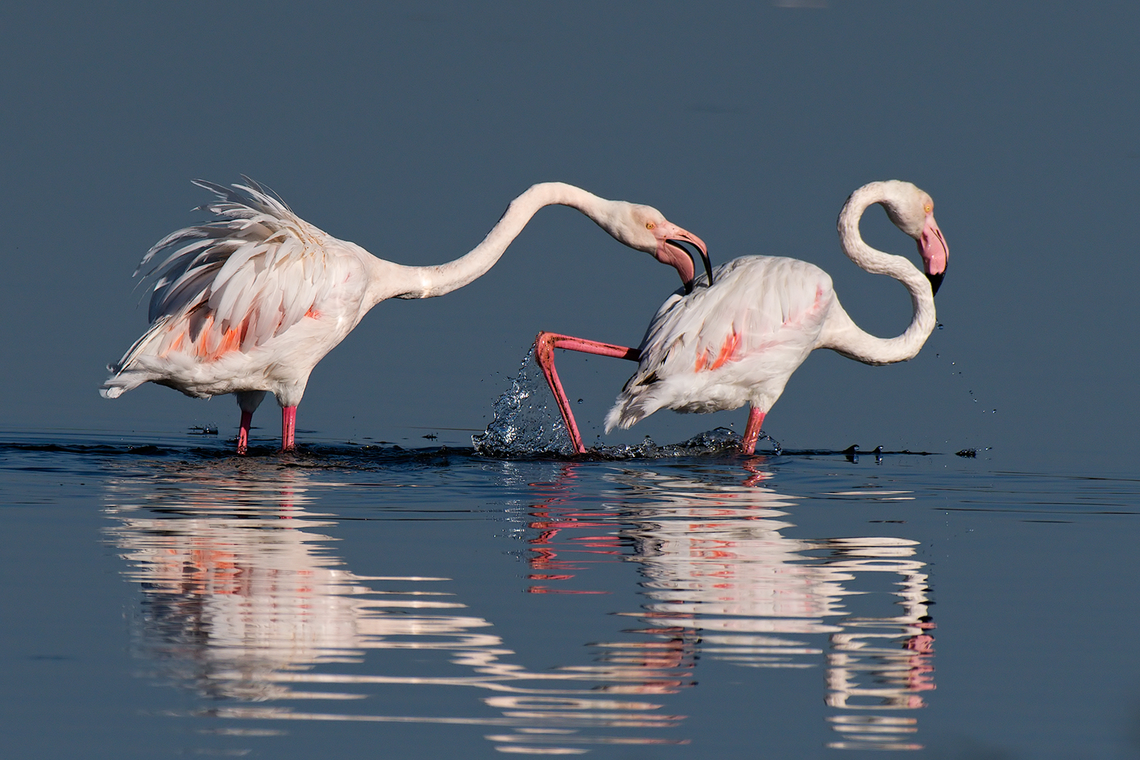Flamingos -bickering...