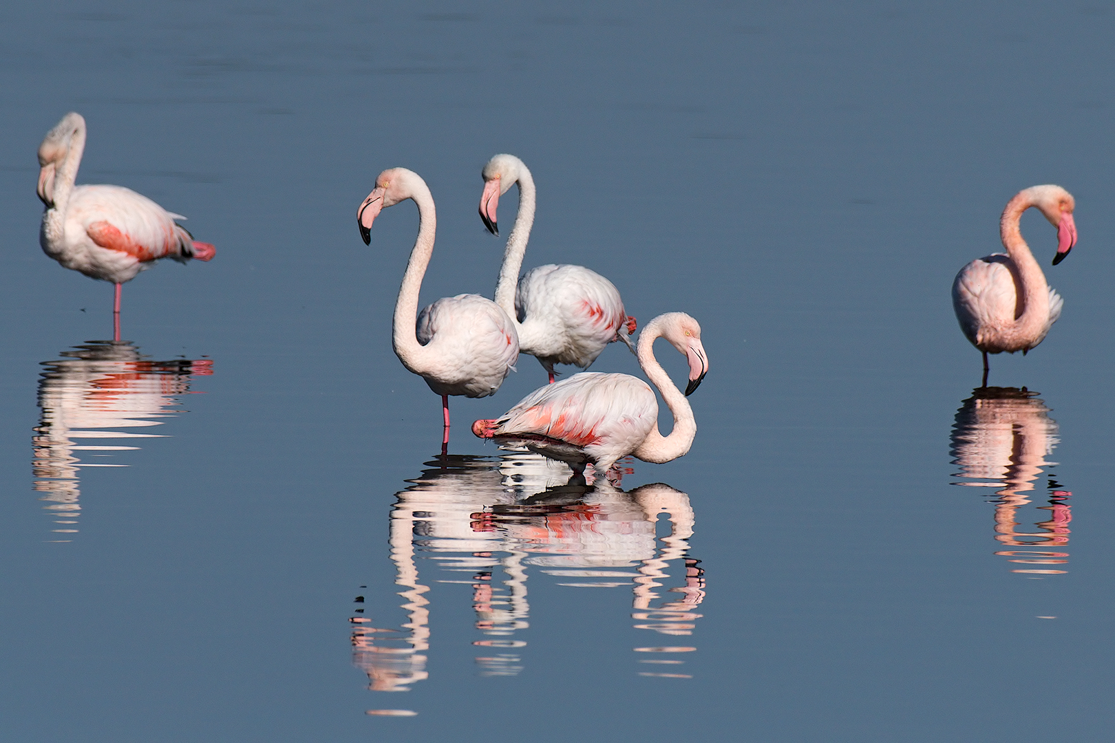 Flamingos - moments of relaxation...
