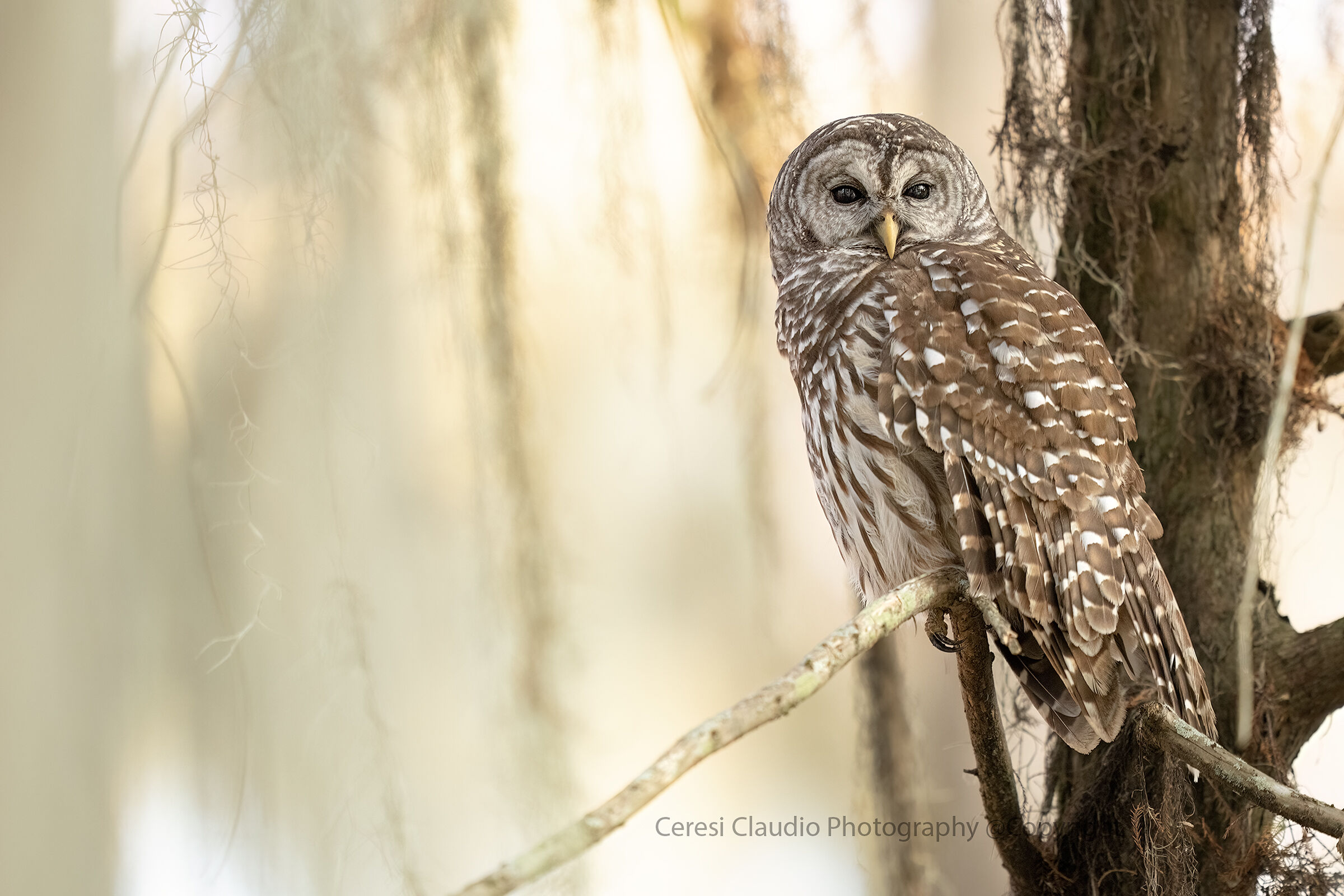 Louisiana owl ...