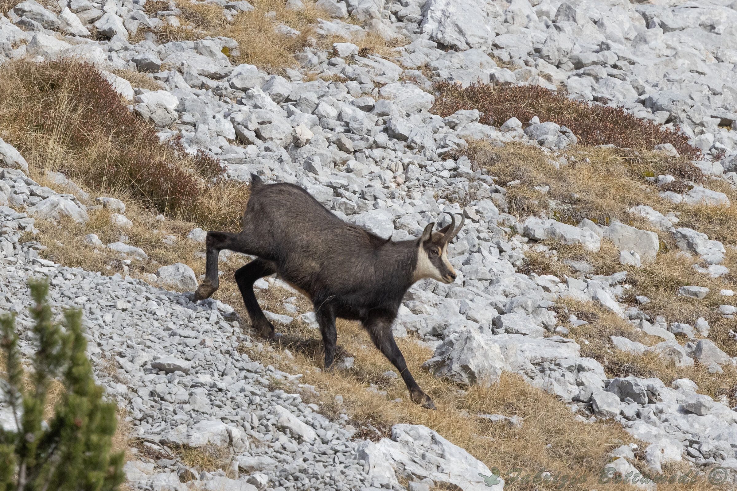 On the screes between heather and mountain pastures here is the chamois!...