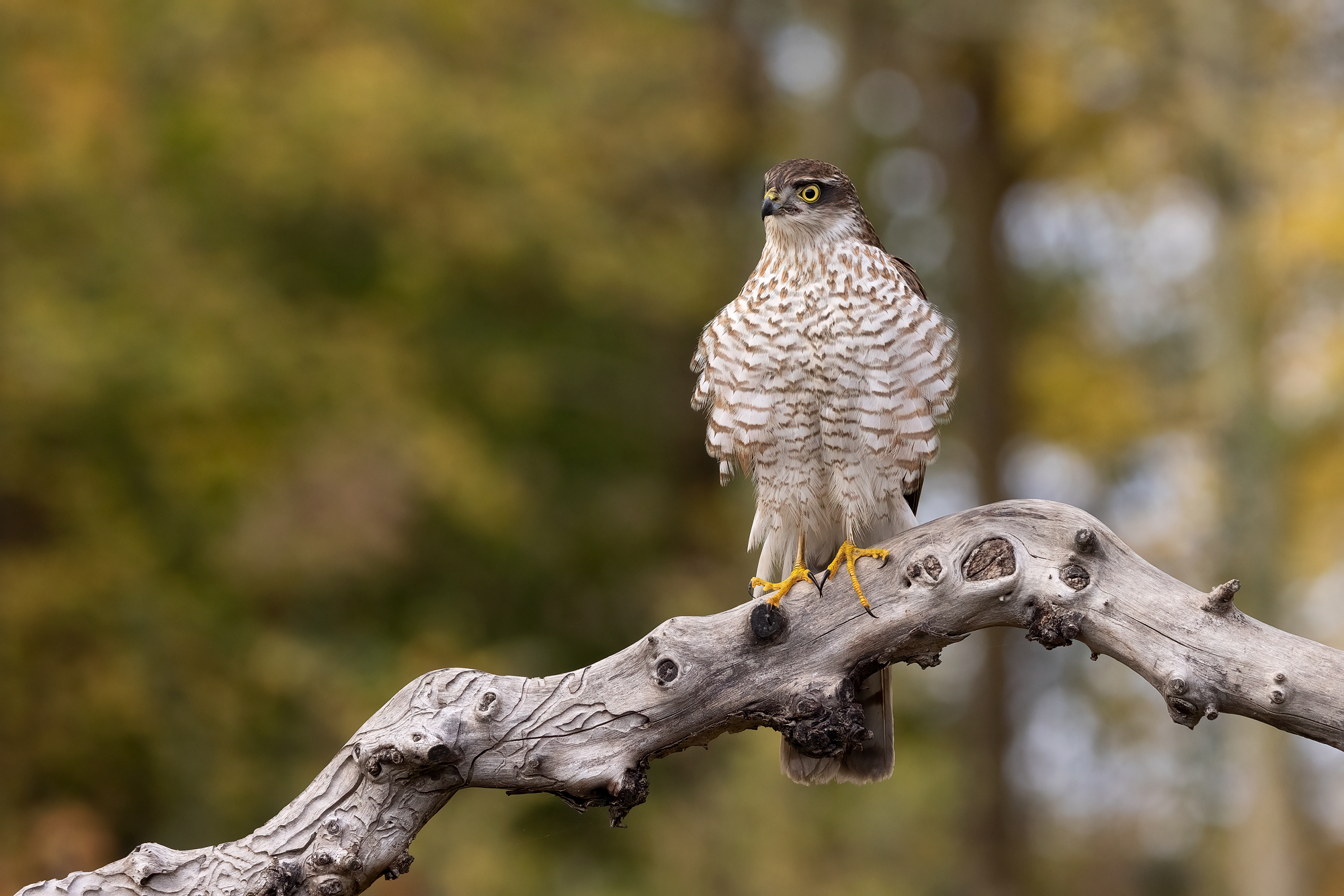 Young male sparrowhawk...
