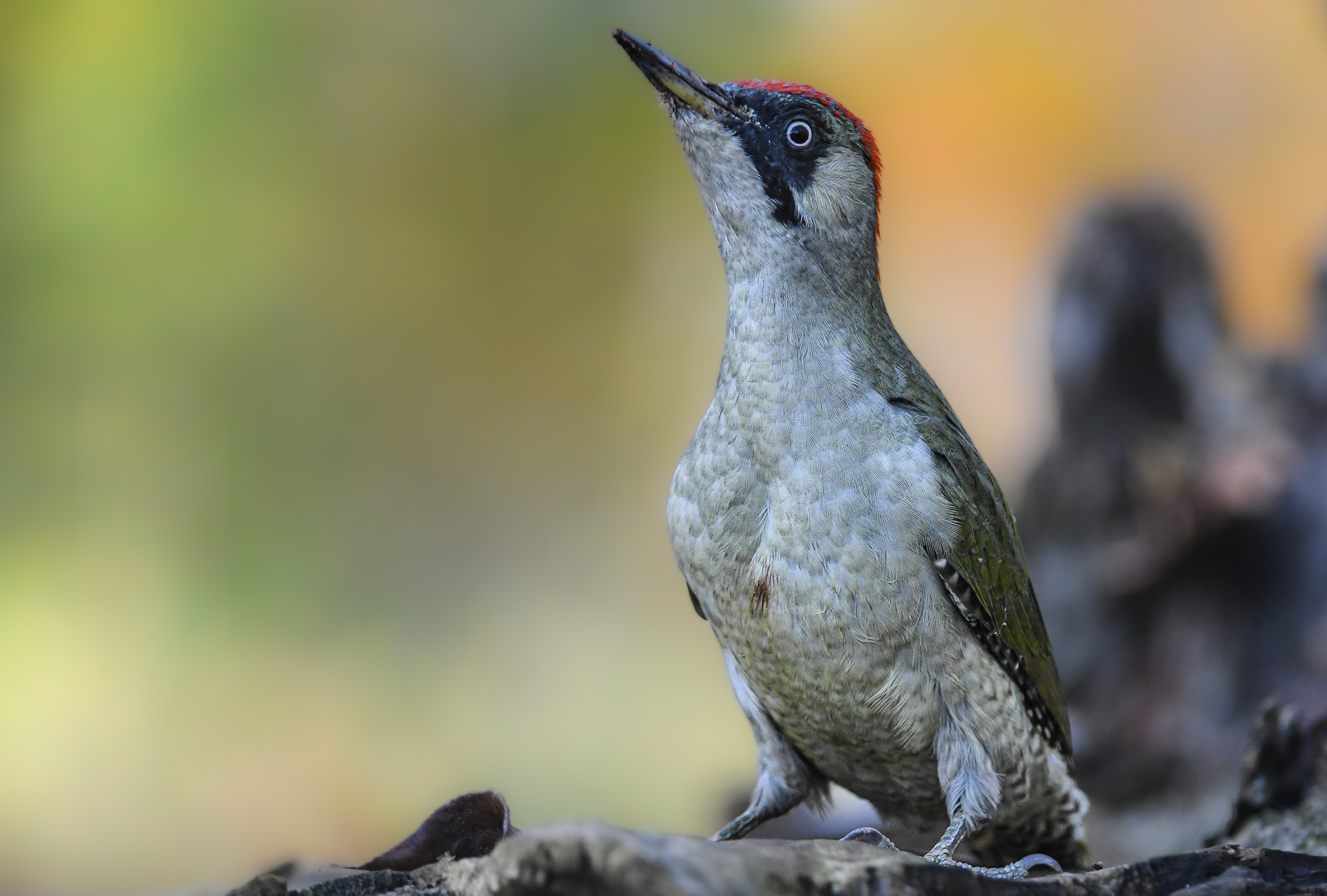 Green woodpecker (f) with his very cautious attitude...