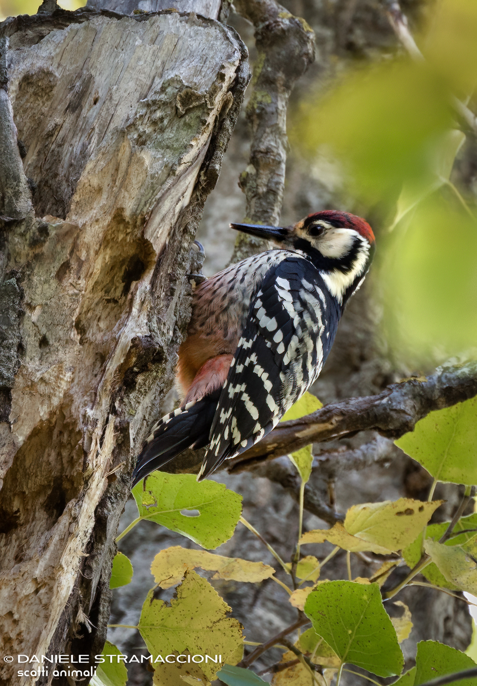 White-backed woodpecker...