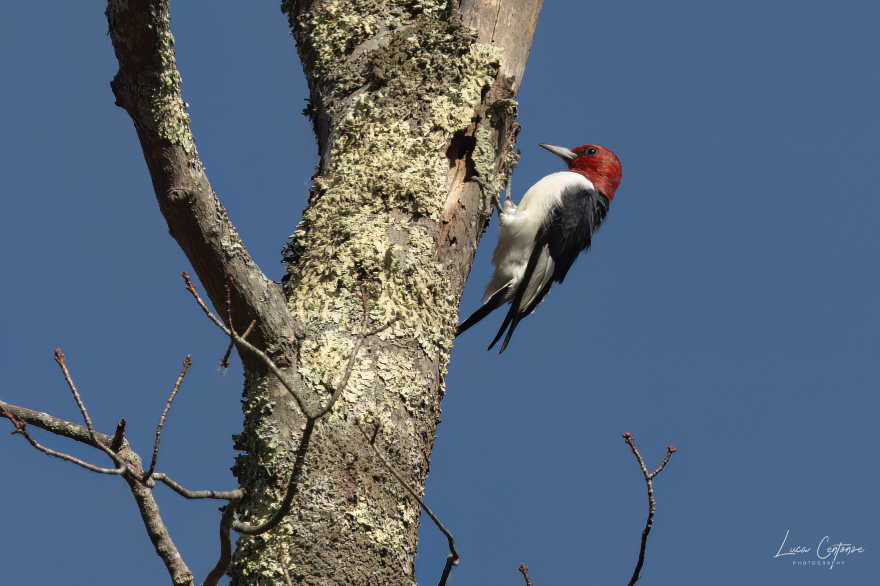 Red-headed Woodpecker (Melanerpes erythrocephalus)...