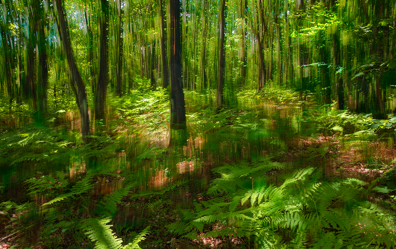 The fern forest...