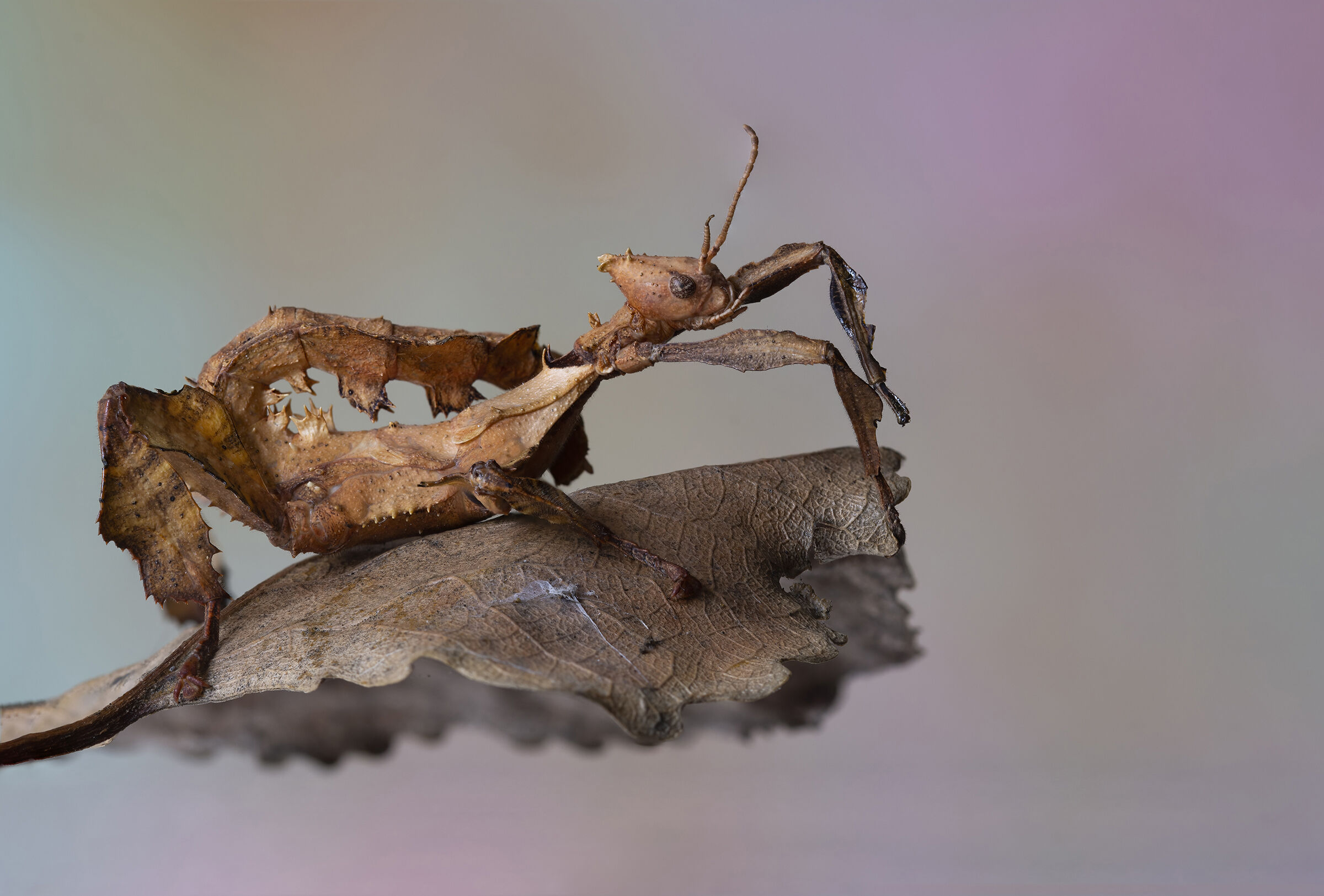 Leaf insect...