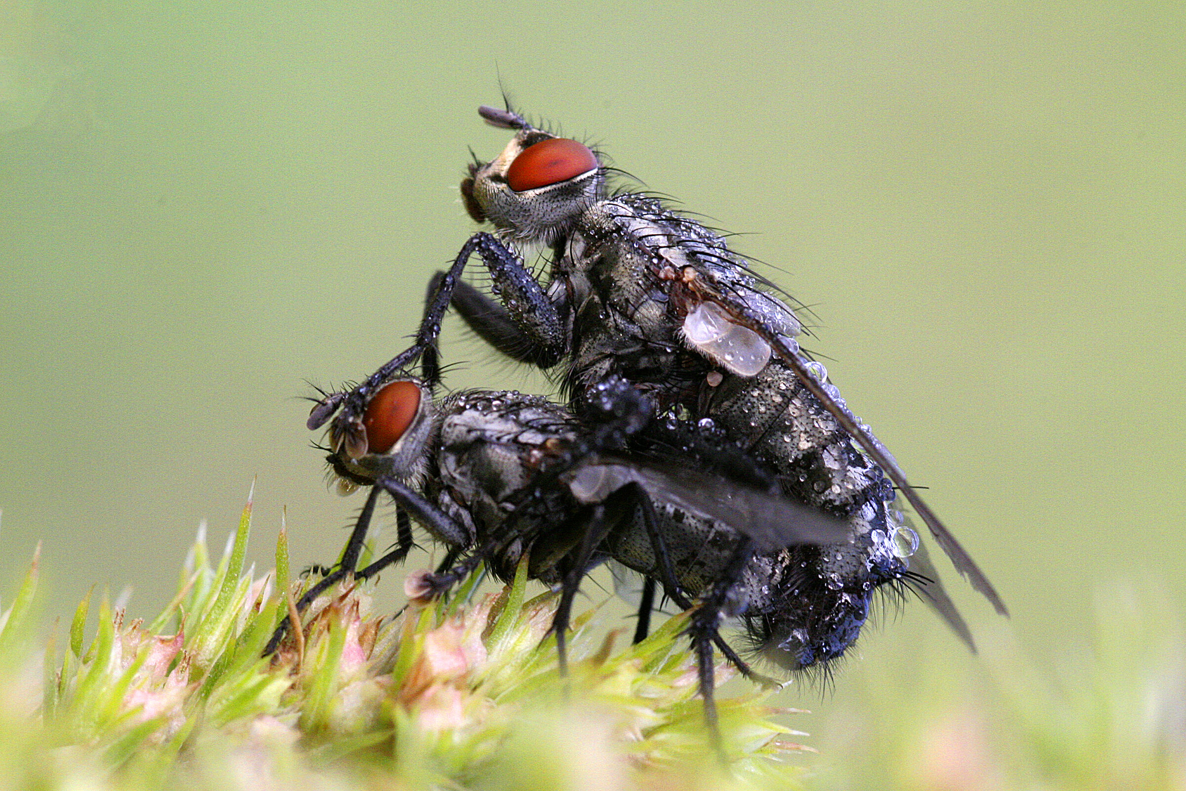 Flies in mating...