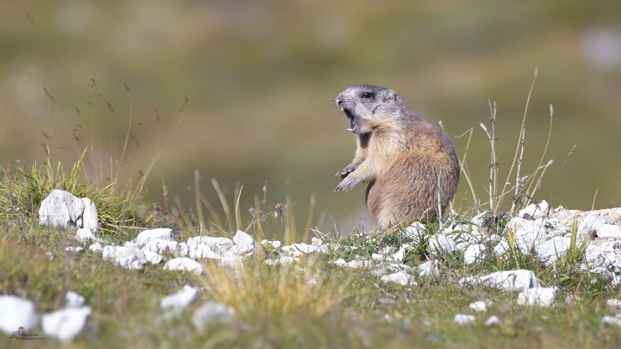 The roar of the marmot :-)...