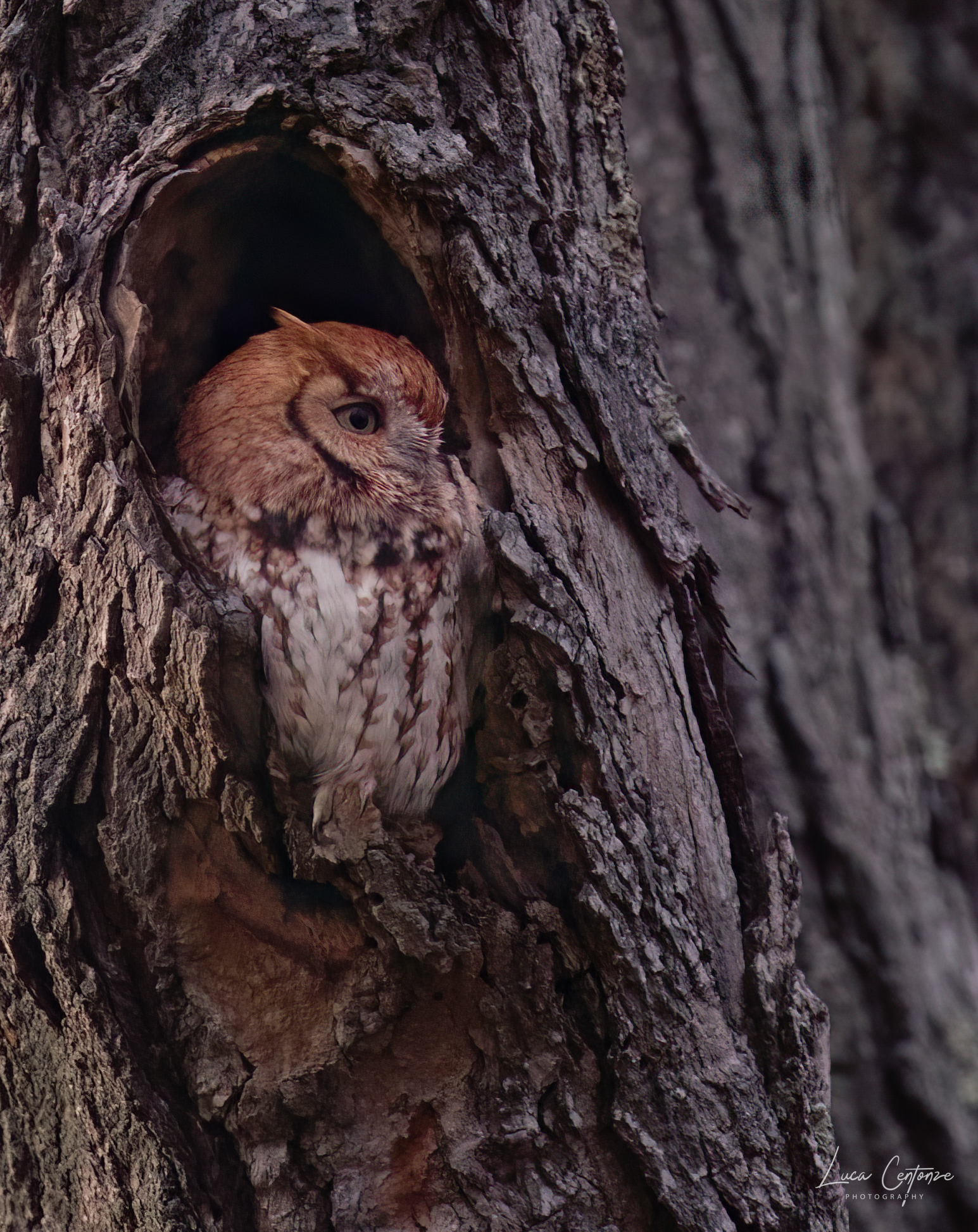 Eastern Screech-Owl, Red Morph...