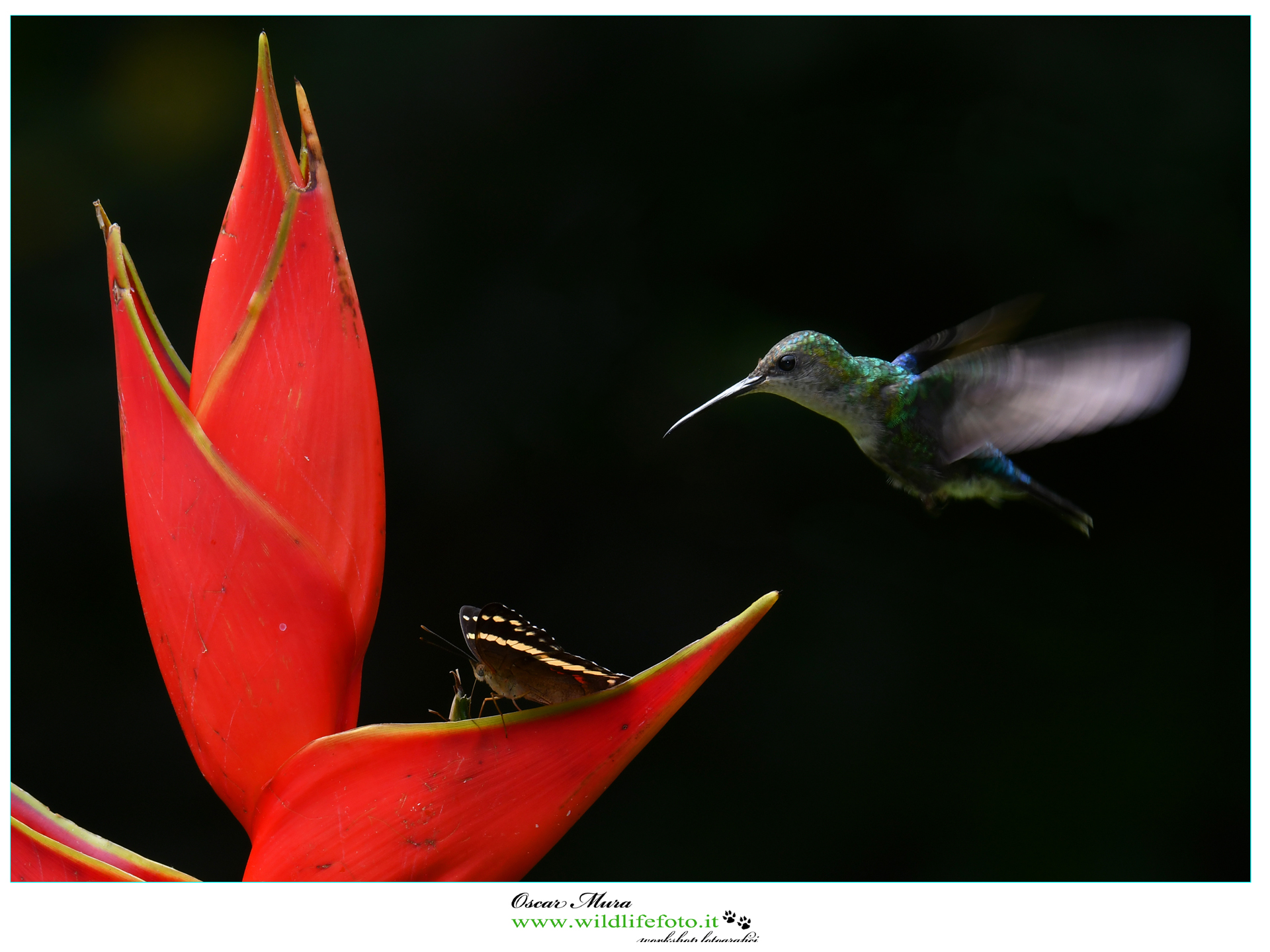 Blue-chested Hummingbird www.wildlifefoto.it...