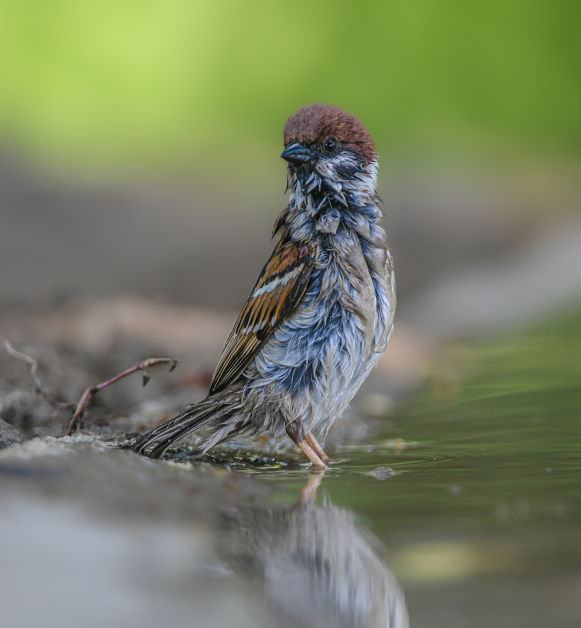 Mud baths.. Tree sparrow...