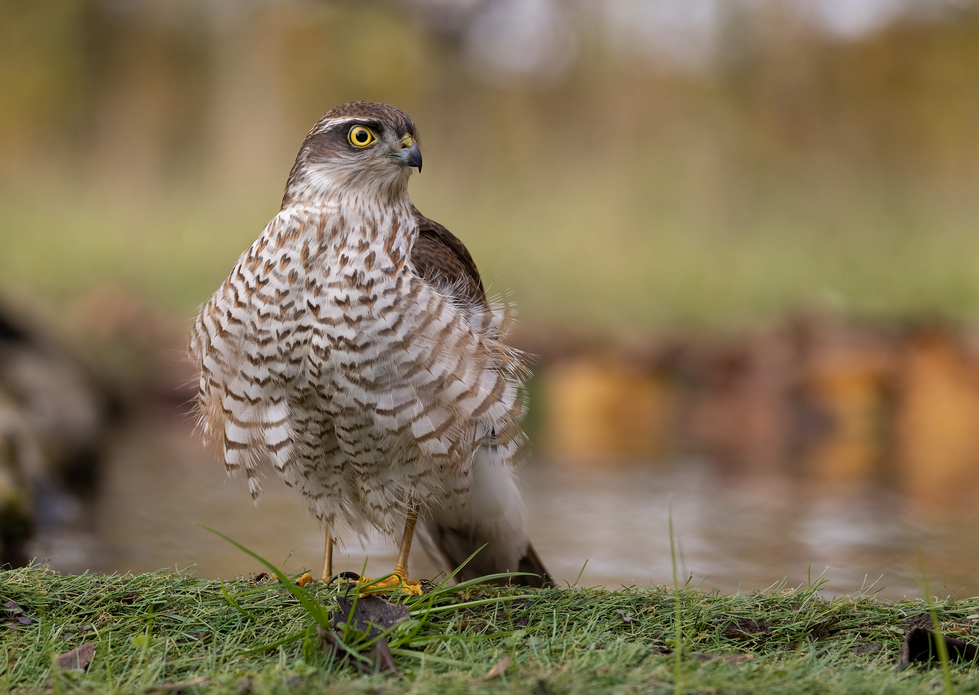 Young male sparrowhawk...