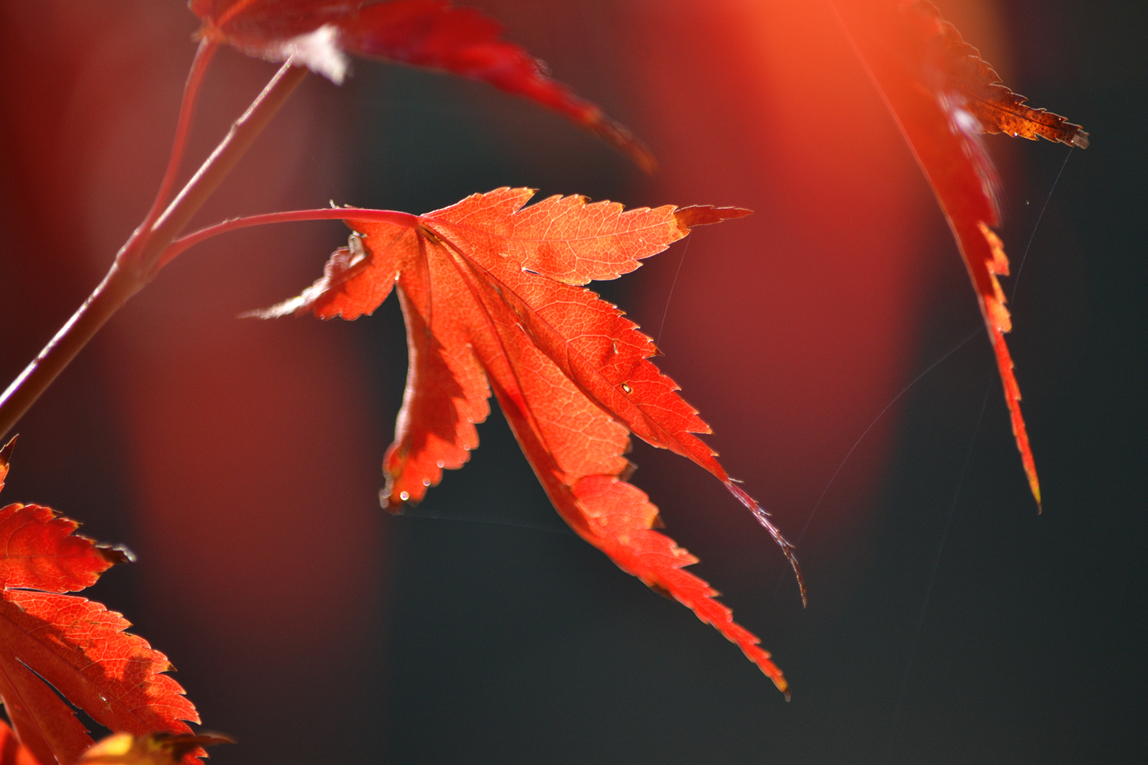 Red Autumn ...