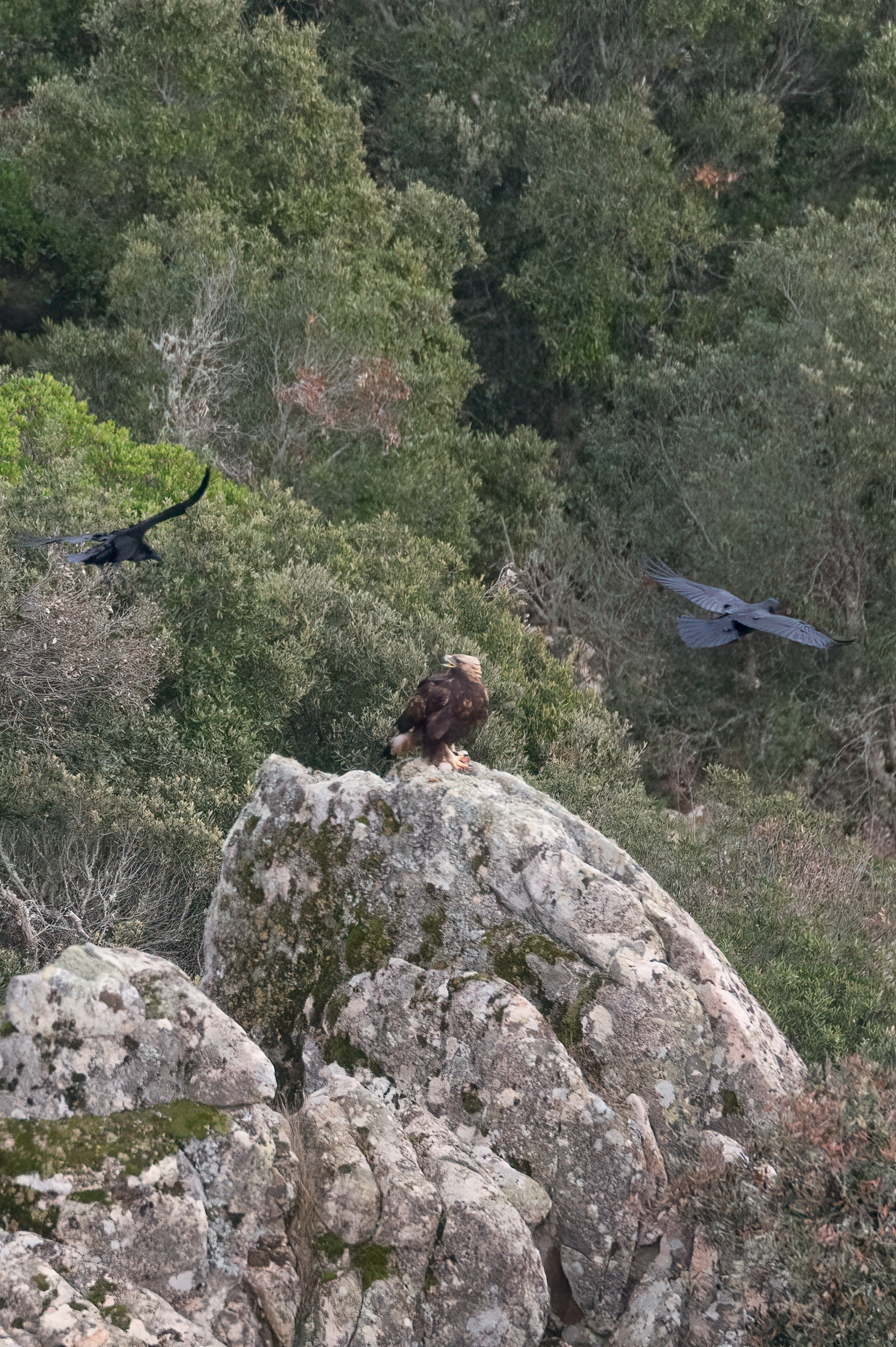 Golden Eagle vs Imperial Crow...