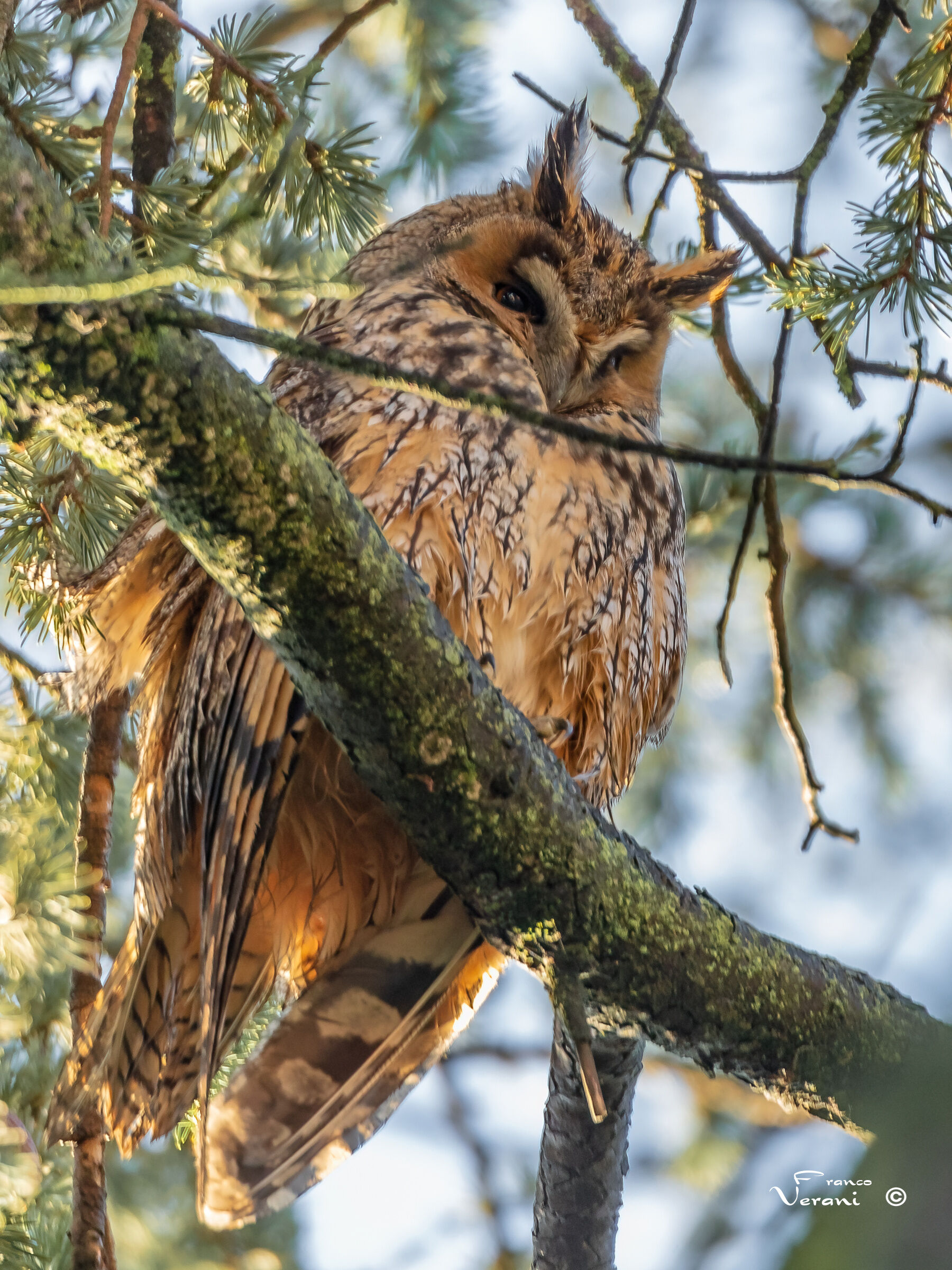 Common owl (Asio otus) -23/11/2022...