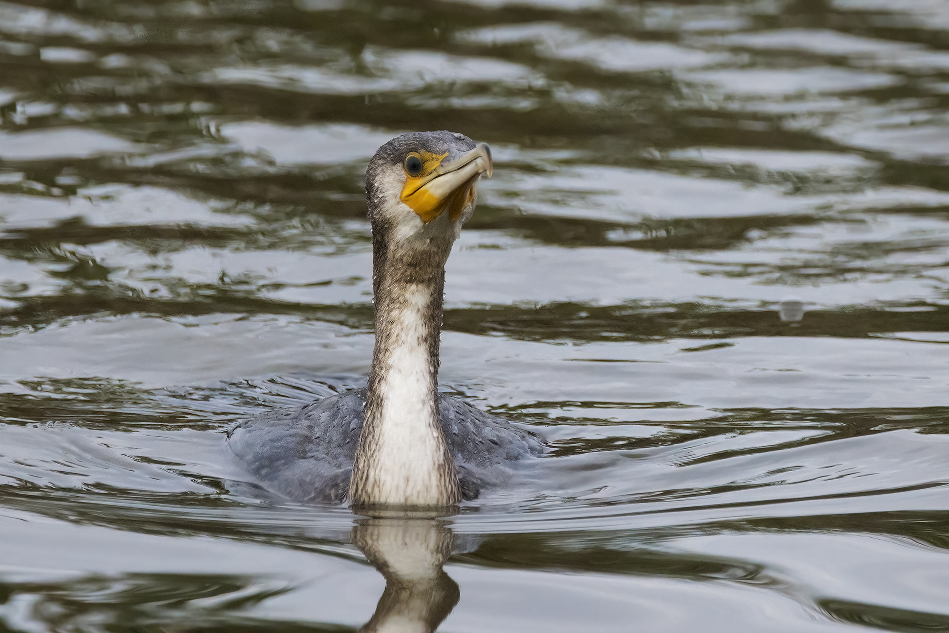 Young cormorant...