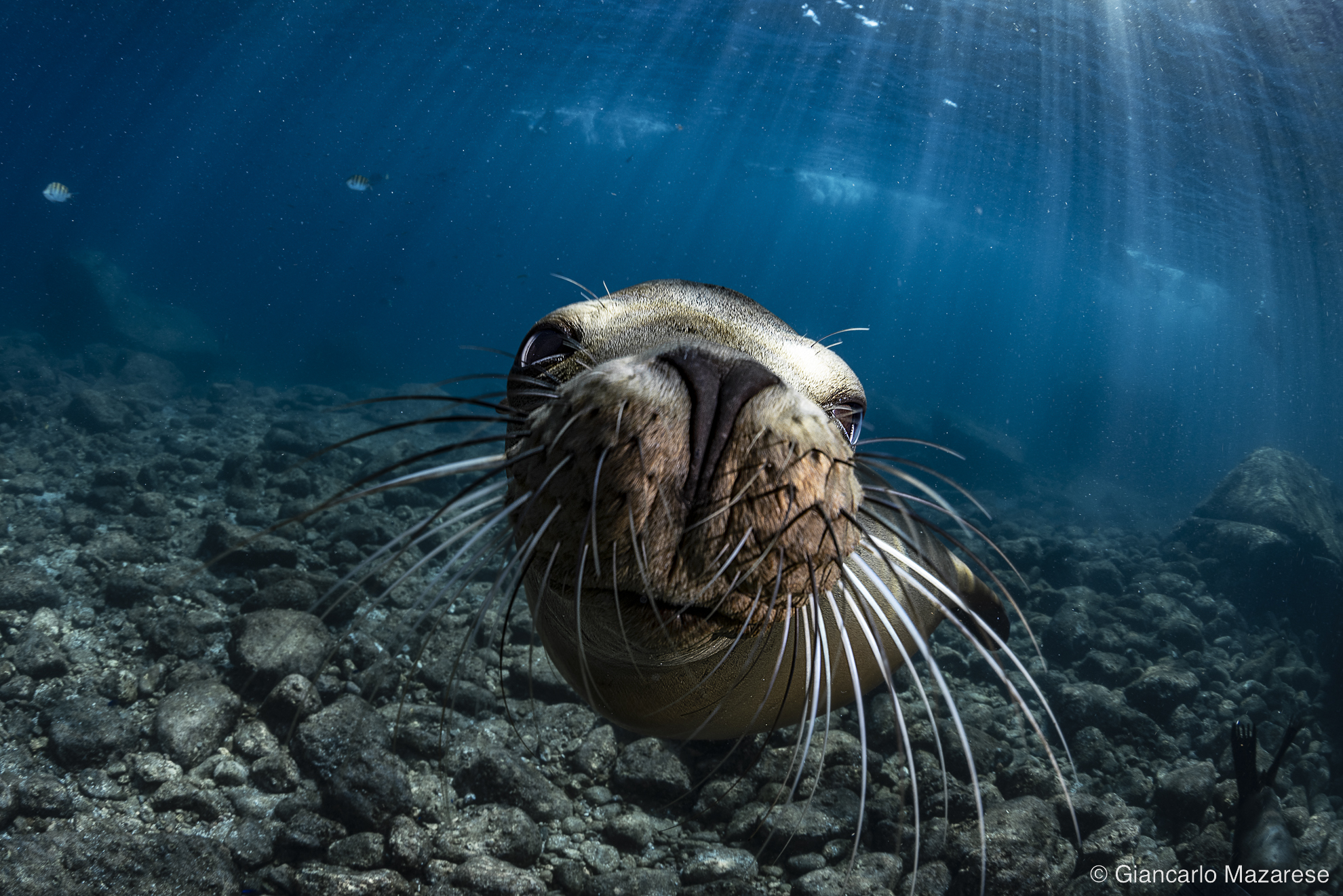 Curious sea lion...